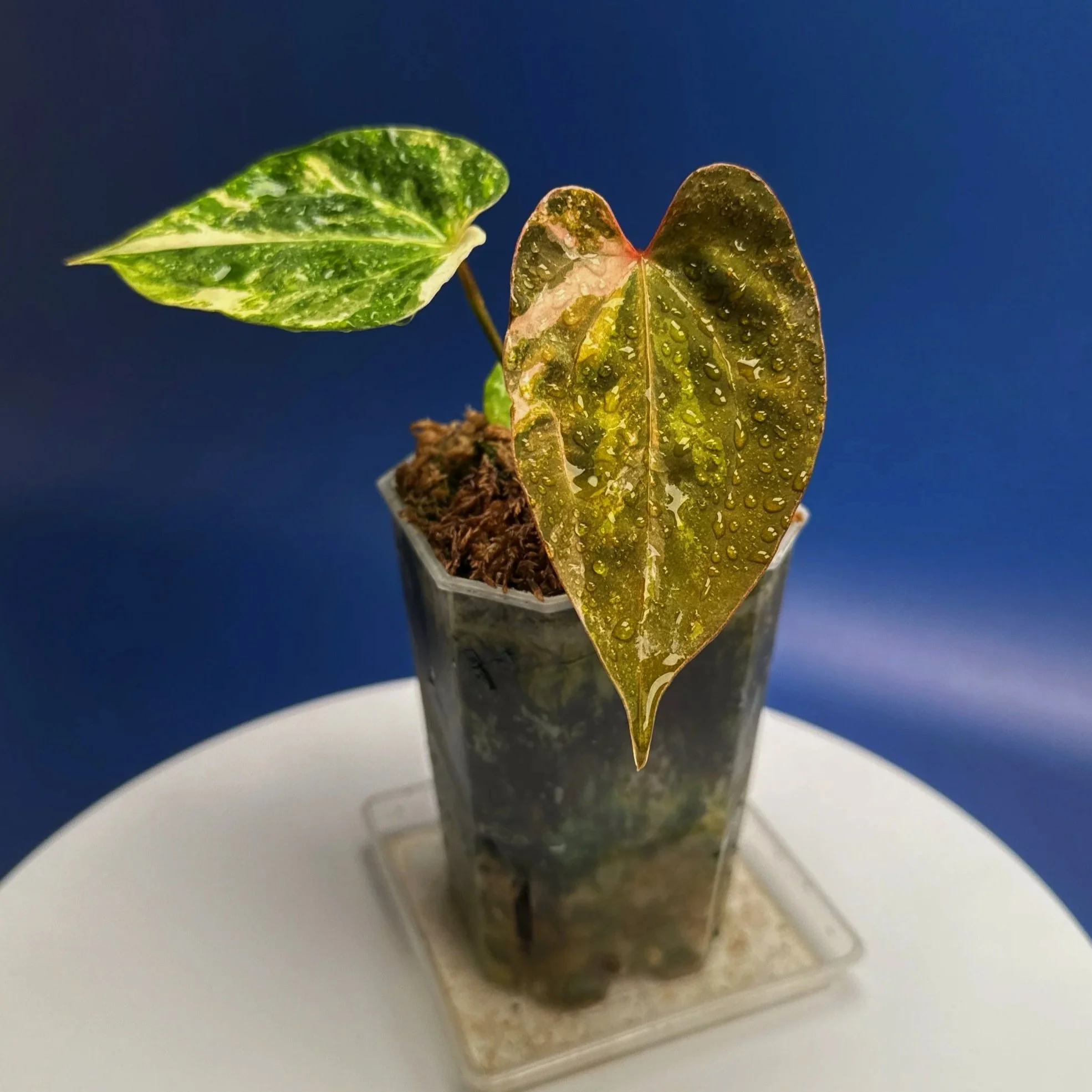 Anthurium Variegated Magnificum x Red Vein Dark Phoenix – Variegated 'PHOENIX R' | Shop Ultra Rare Variegated Anthuriums online from Sydney, Australia | Melty Plants E-Store, Online