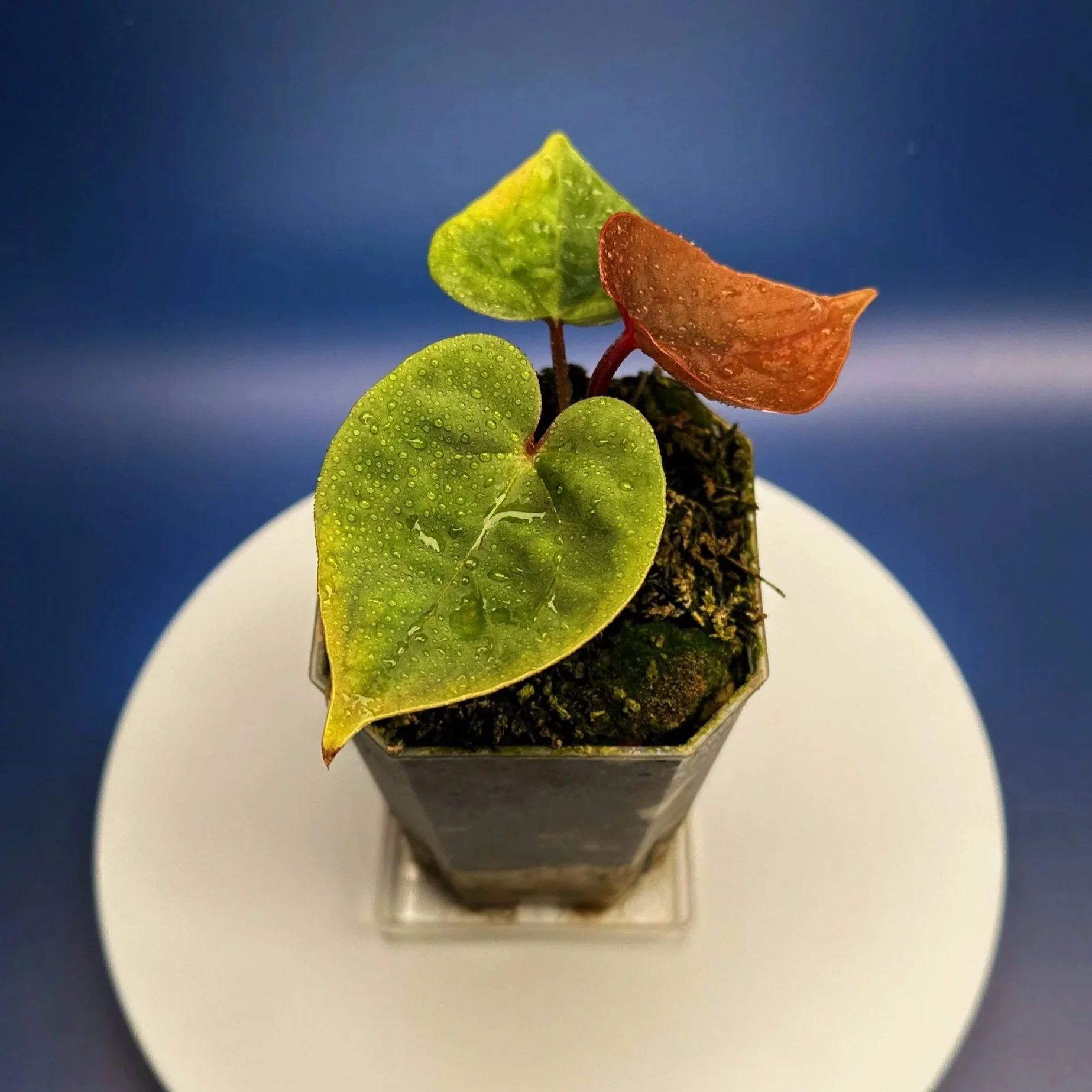 ANTHURIUM Reverse 'Bubble Butt' (Luxurians x Bloodmoon)