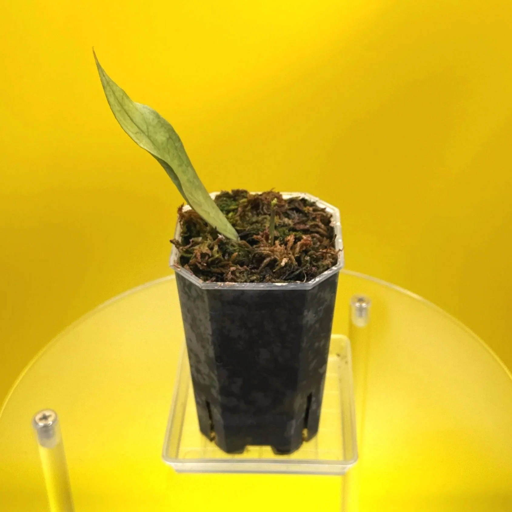 Hoya Sp. Germany Silver | Shop Rare Silver Hoya Houseplants from Sydney, Australia | Melty Plants E-Store Online