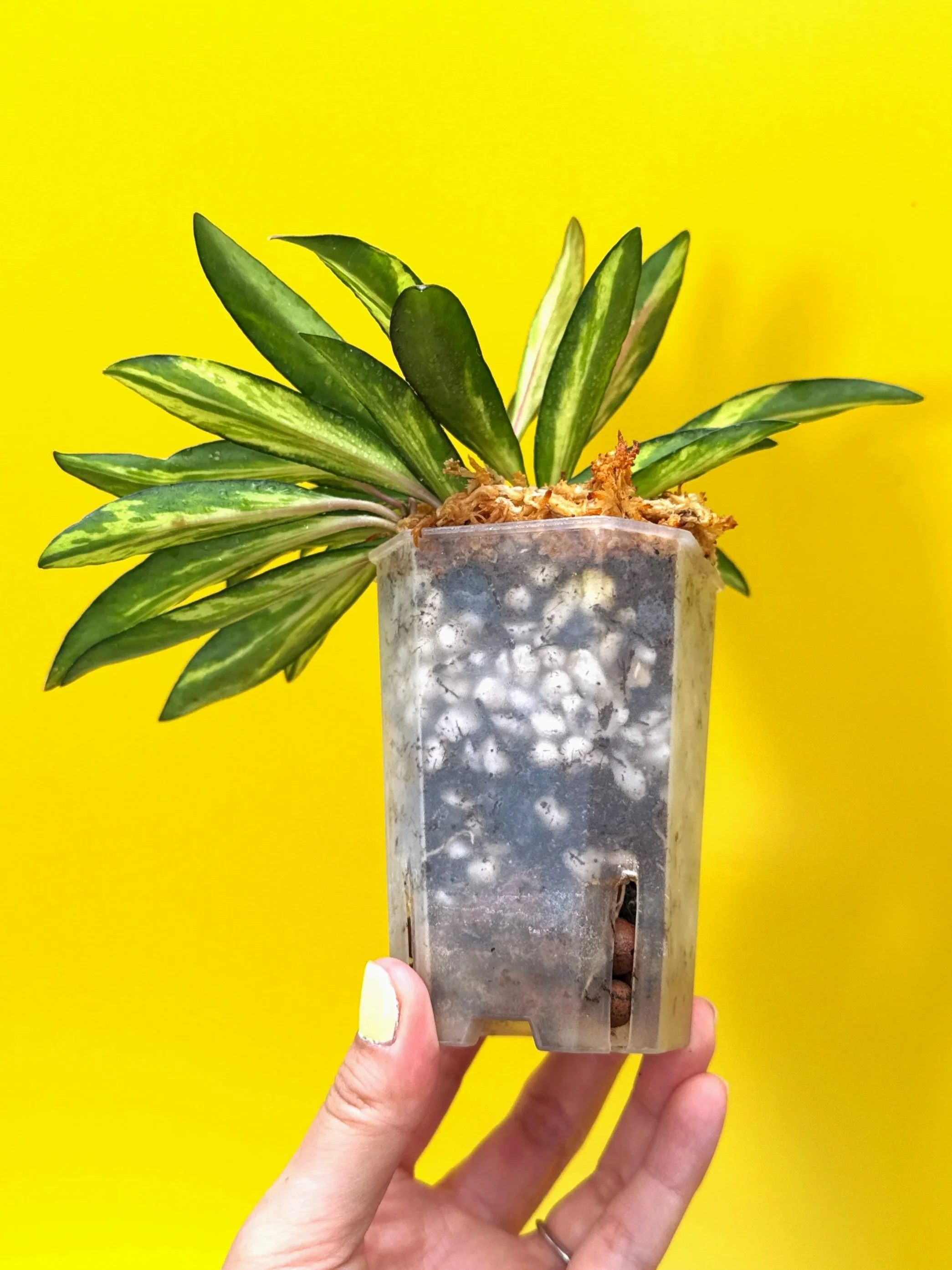 Hoya Wayetii Variegated | Shop Rare Hoya Houseplants in Sydney, Australia | Melty Plants E-Store, Online