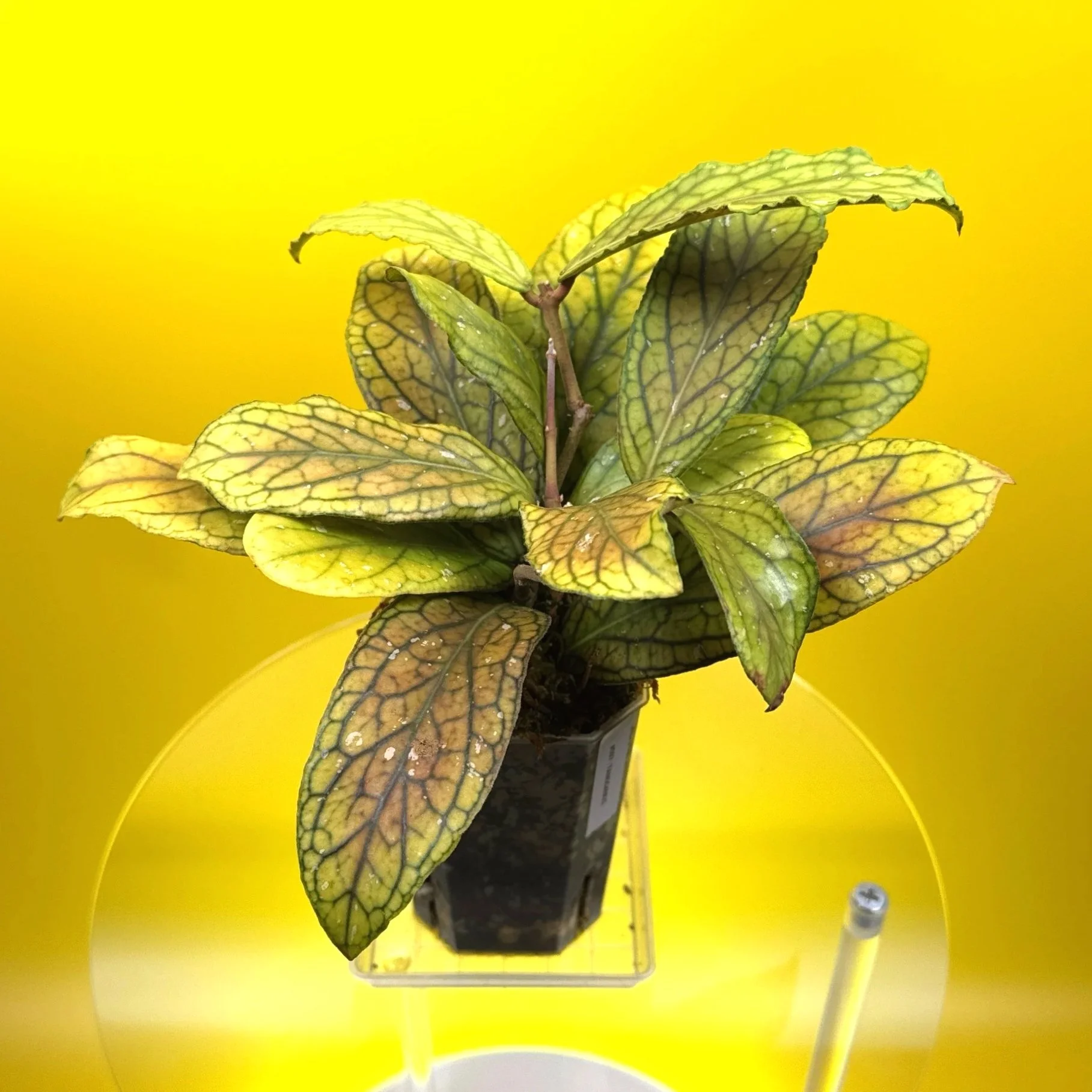 Hoya Tanggamus | Shop Rare Large Leaf Hoya Plants in Sydney, Australia | Melty Plants E-Store, Online