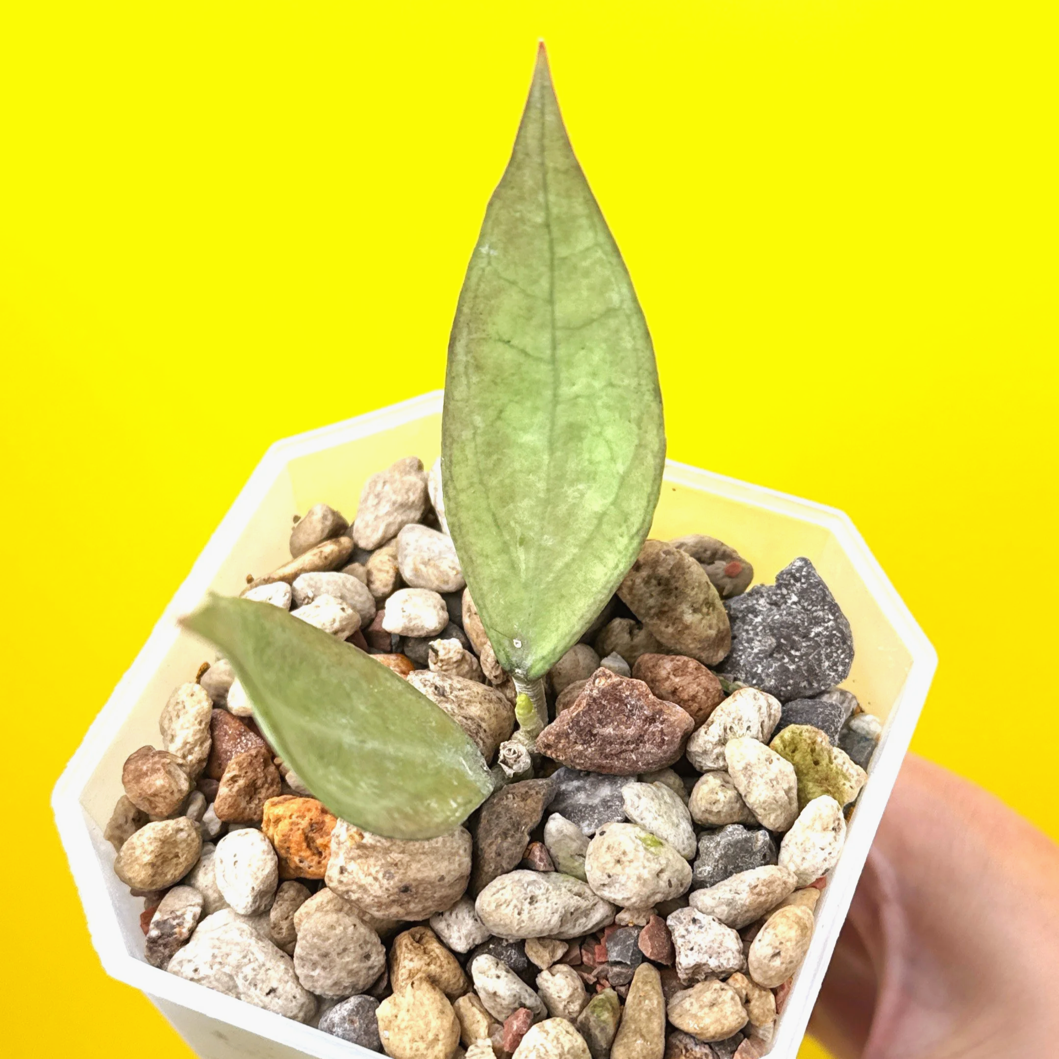 HOYA SP. GERMANY SILVER IN PON