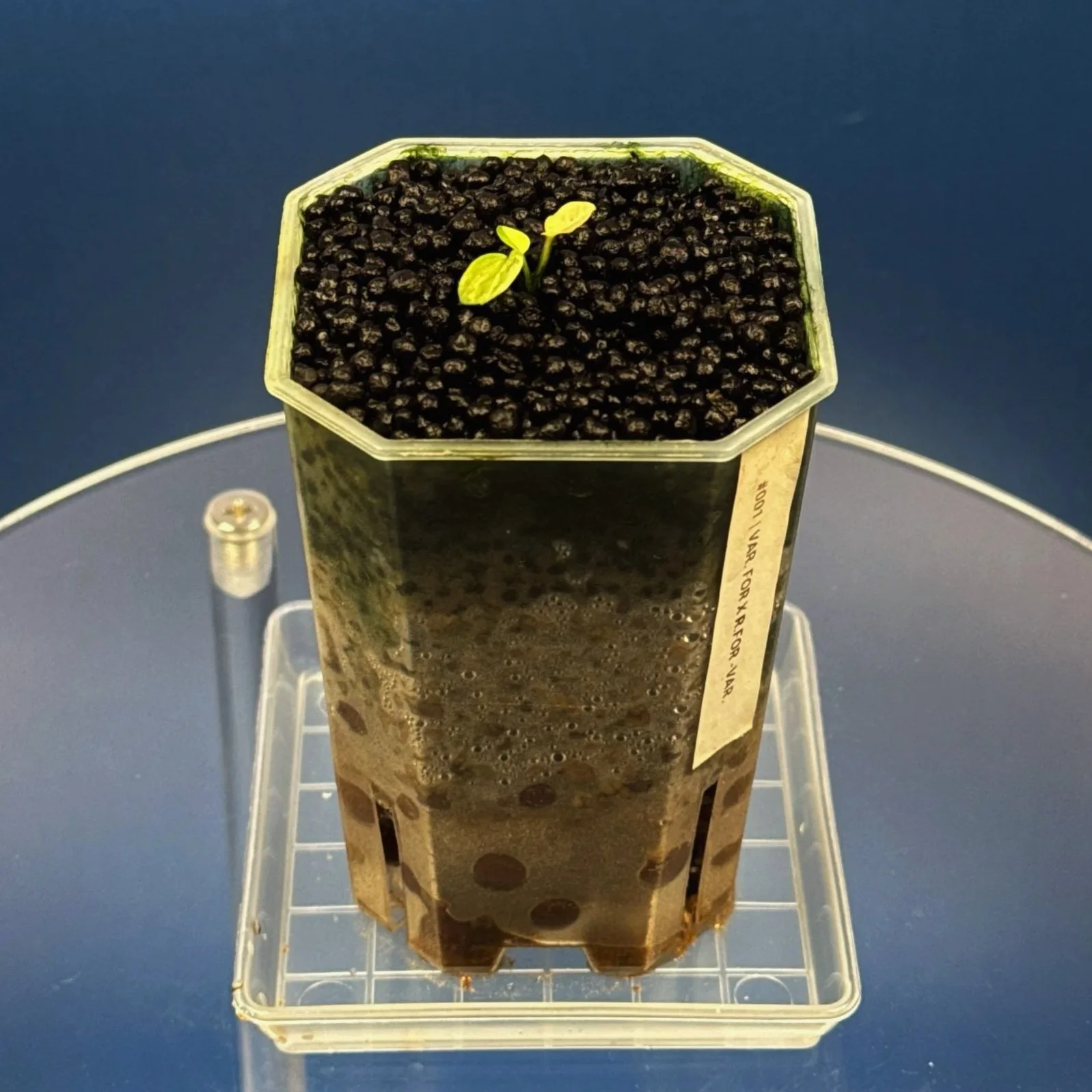 Anthurium Variegated Forgetii x Red Forgetii -Variegated | Shop Ultra Rare Variegated Anthuriums online from Sydney, Australia | Melty Plants E-Store