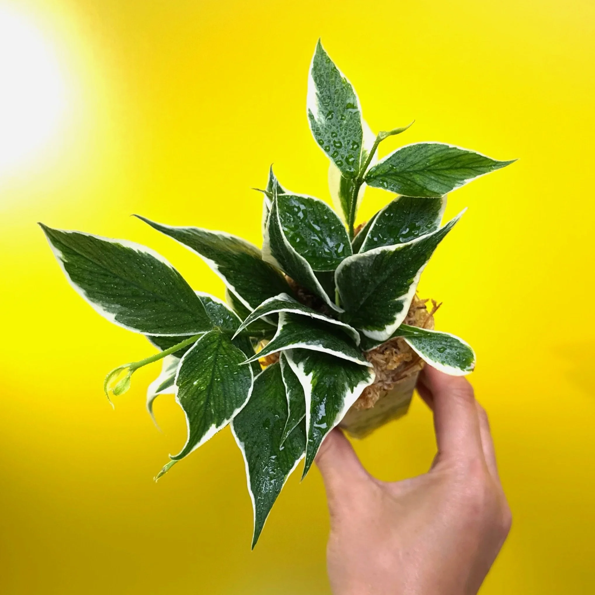 Hoya Polyneura Albomarginata | Shop Rare Hoya Houseplants in Sydney, Australia | Melty Plants E-Store, Online