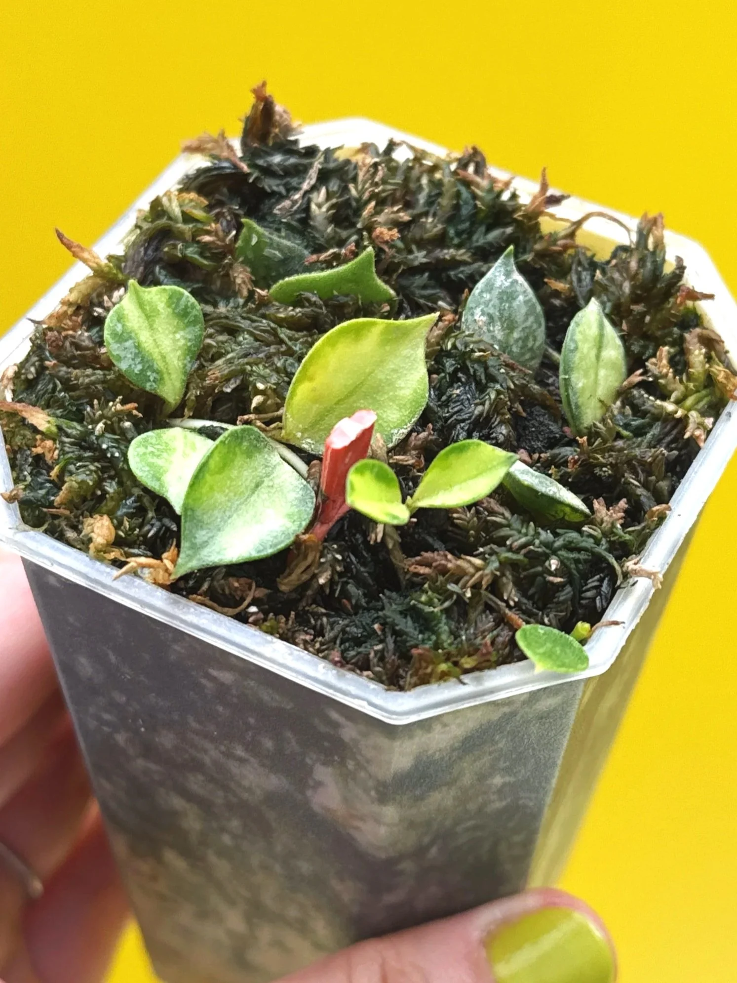 Hoya Curtisii Albomarginata multi-planted in a Small Square Clear Pot for sale | Shop Rare Hoya Houseplants in Sydney, Australia | Melty Plants E-Store, Online