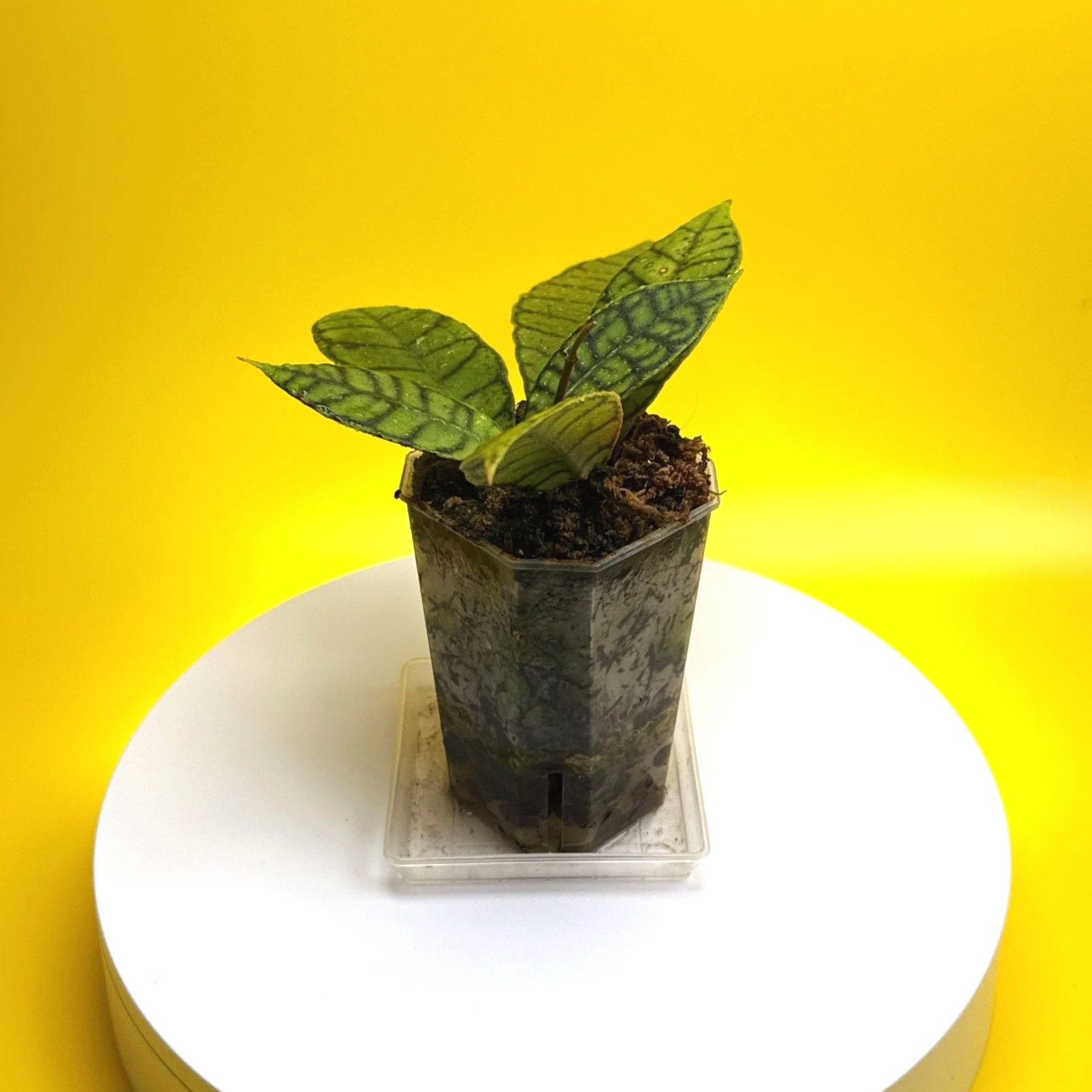 Hoya Callistophylla sp. Kalimantan | Shop Rare Hoya Plants in Sydney, Australia | Melty Plants Australia E-Store, Online