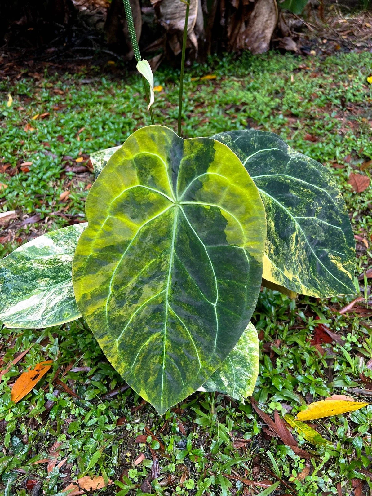 Anthurium Variegated Forgetii x Red Forgetii -Variegated | Shop Ultra Rare Variegated Anthuriums online from Sydney, Australia | Melty Plants E-Store