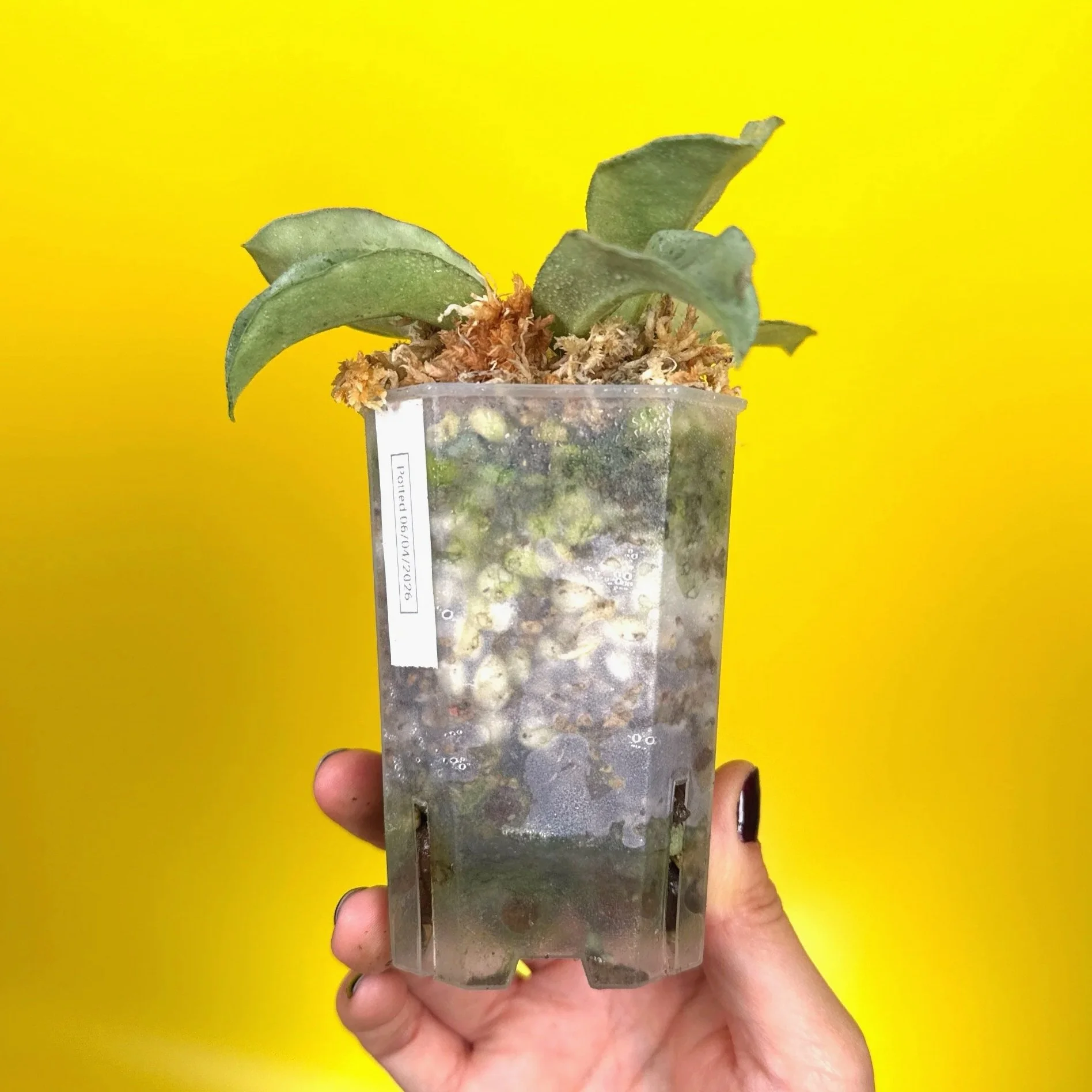 Hoya Carnosa Grey Ghost | Shop Rare Silver Hoya Houseplants | Melty Plants Australia