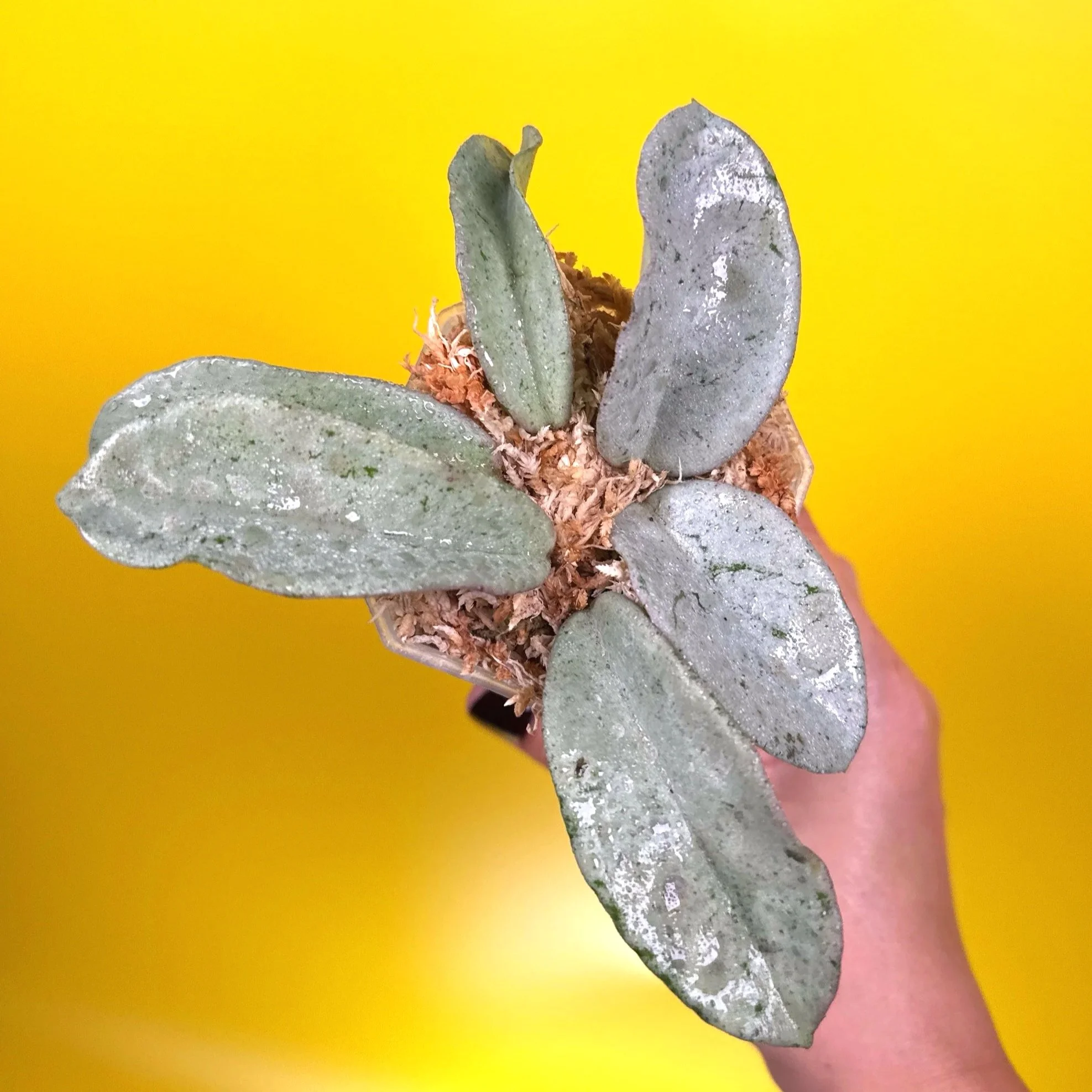 HOYA Carnosa Grey Ghost