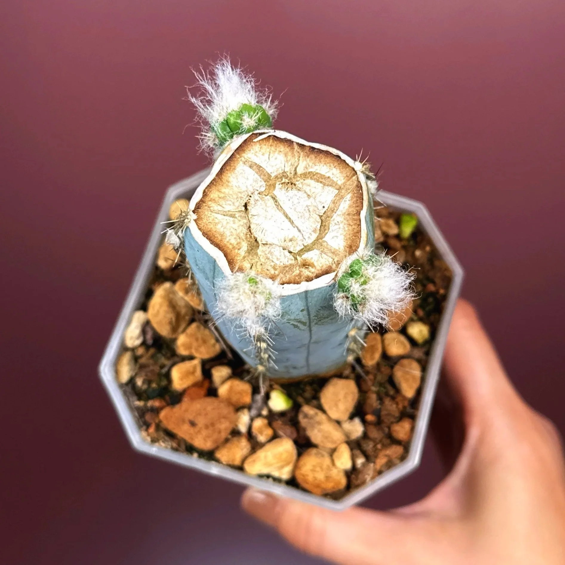 Rare Cactus Pilosocereus Pachycladus﻿ 'Woolly Blue Torch' in a medium clear square pot for sale on Melty Plants Australia online store in Sydney Australia.
