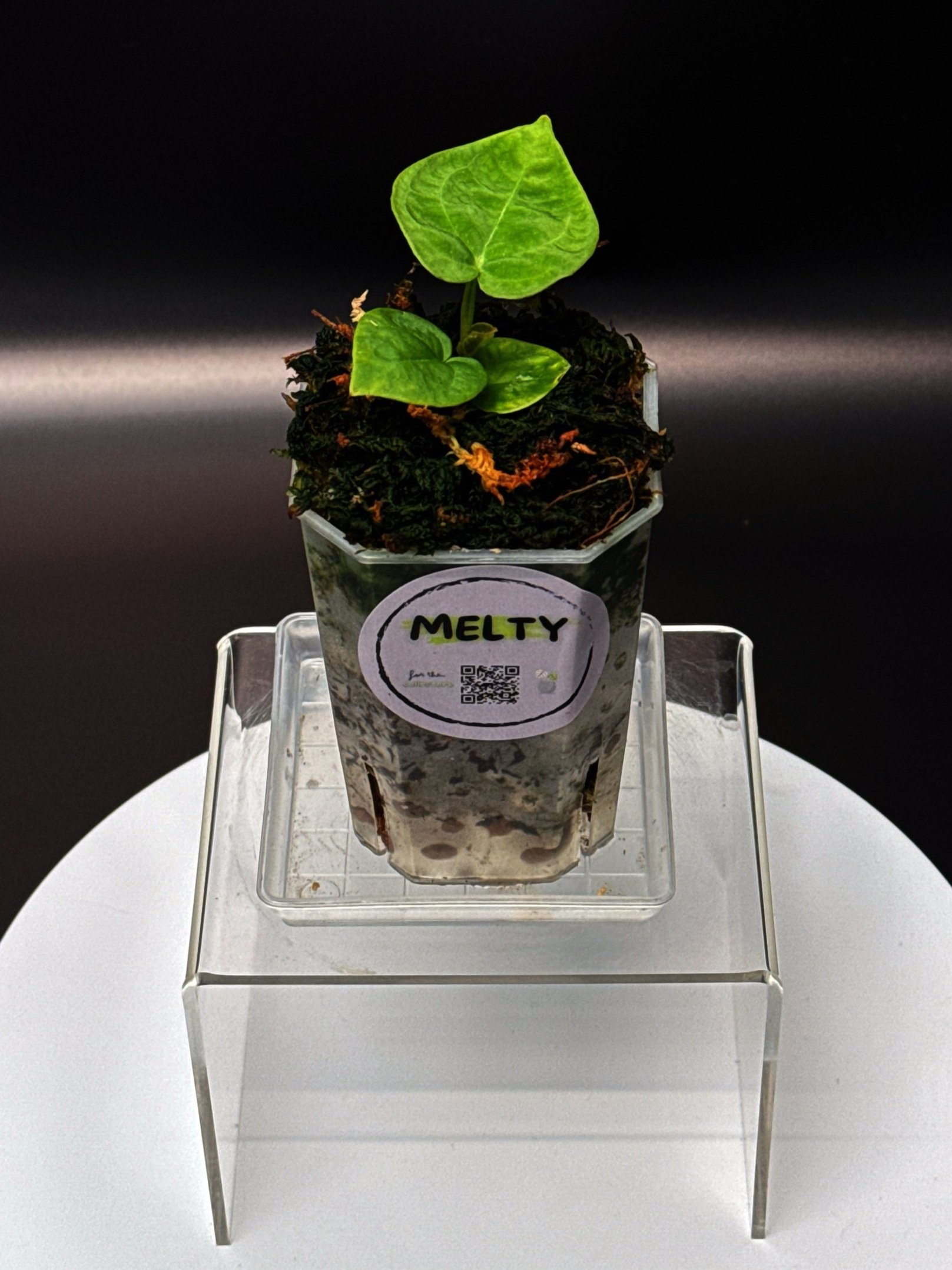 ANTHURIUM DORAS FORGETII | ANTHURIUM DORAYAKI X DARK FORGETII | SHOP RARE AUSTRALIAN ANTHURIUM HYBRID HOUSEPLANTS | MELTY PLANTS E-STORE, ONLINE