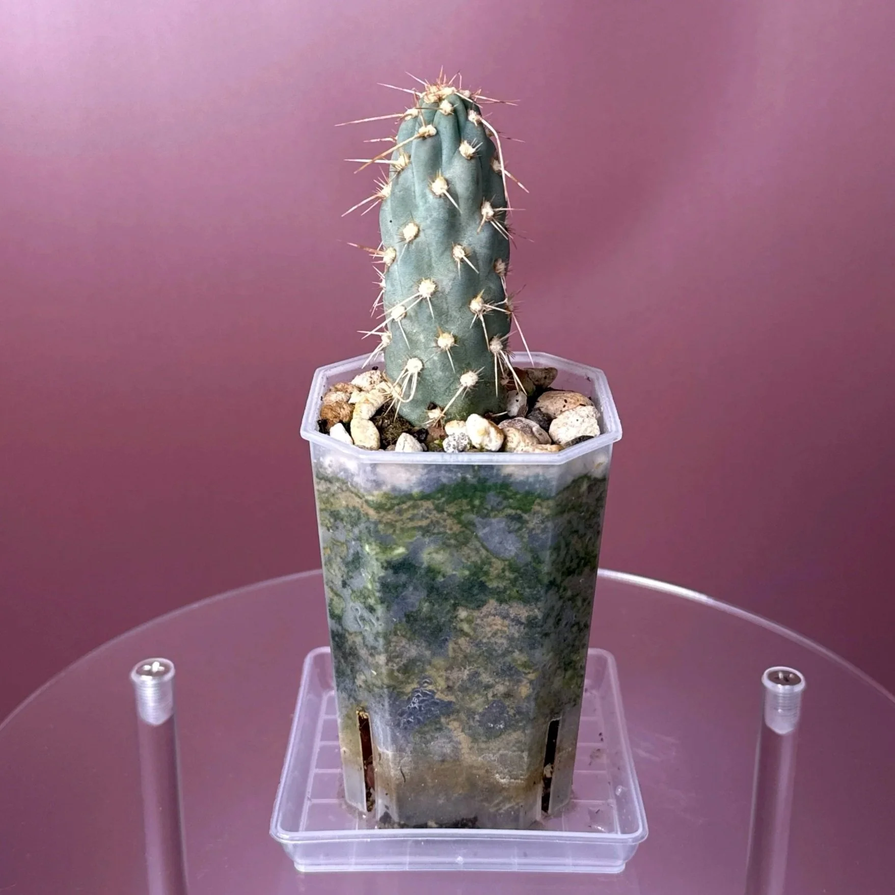 Cactus Miqueliopuntia Miquelii | Shop rare blue + spiked Cacti in Sydney, Australia | Melty Plants E-Store, Online