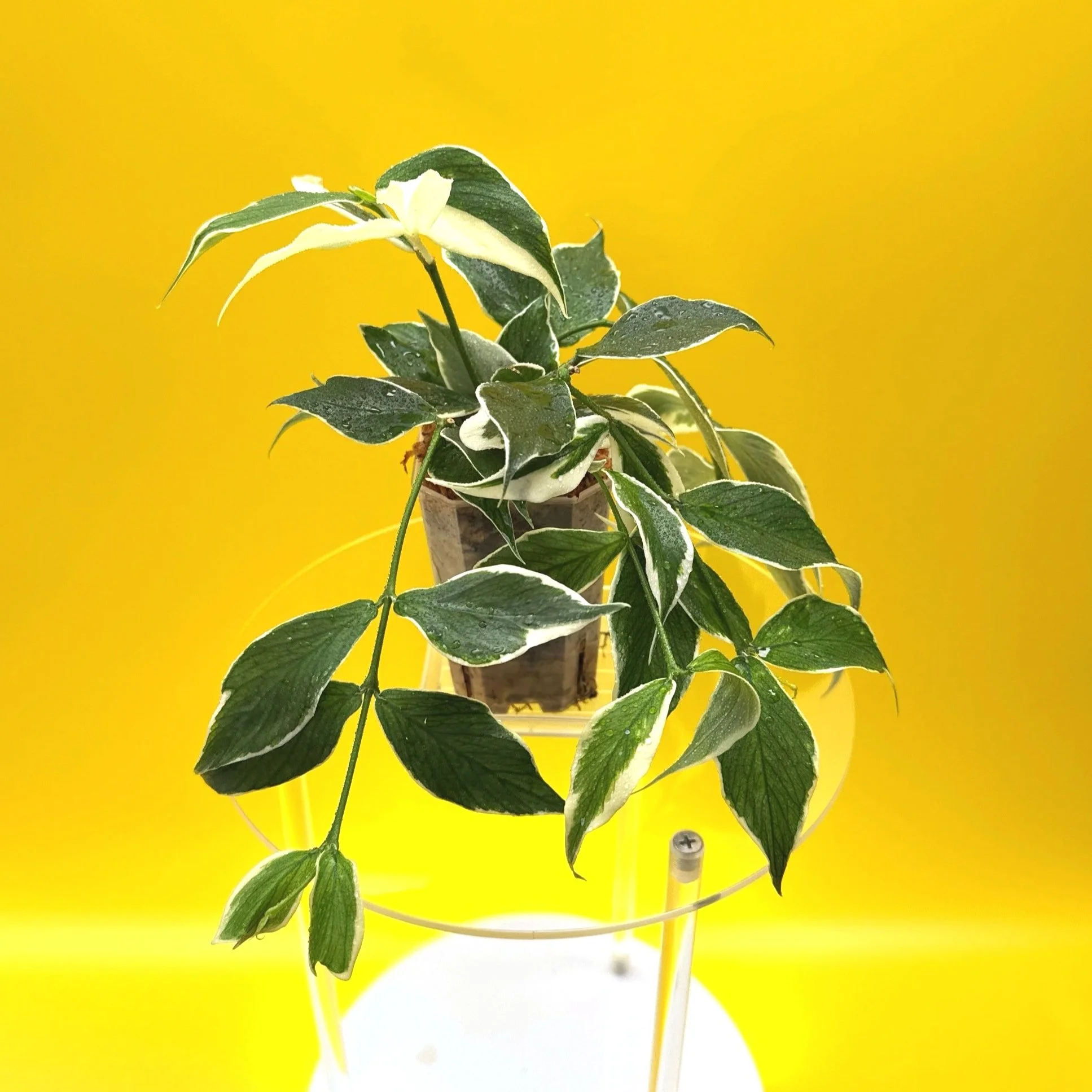 Hoya Polyneura Albomarginata | Shop Rare Hoya Houseplants in Sydney, Australia | Melty Plants E-Store, Online