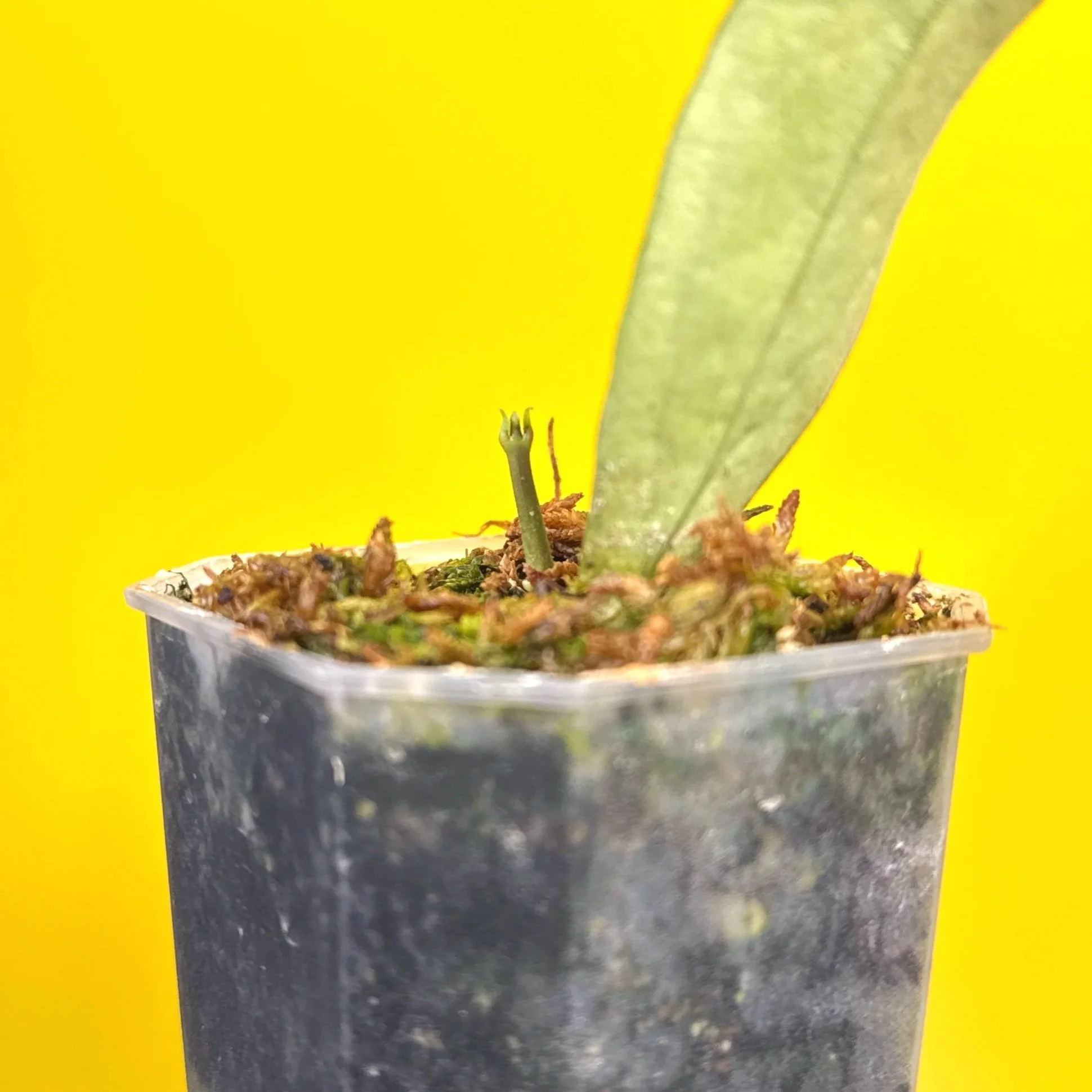 Hoya Sp. Germany Silver | Shop Rare Silver Hoya Houseplants from Sydney, Australia | Melty Plants E-Store Online