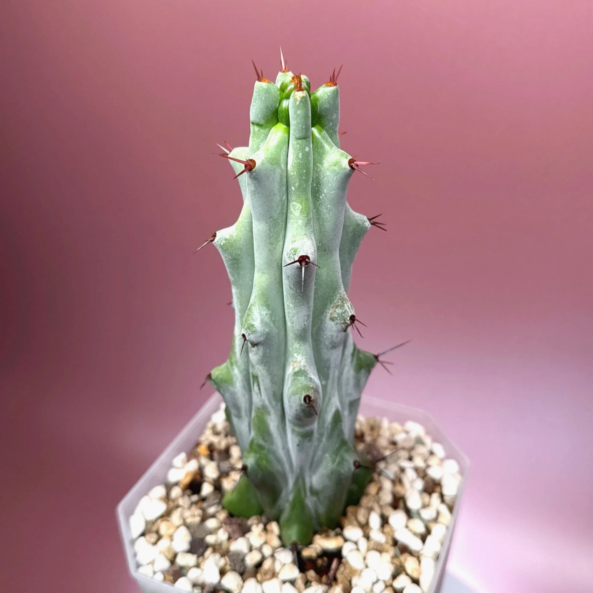 CACTUS Stenocereus Beneckei 'Caterpillar'