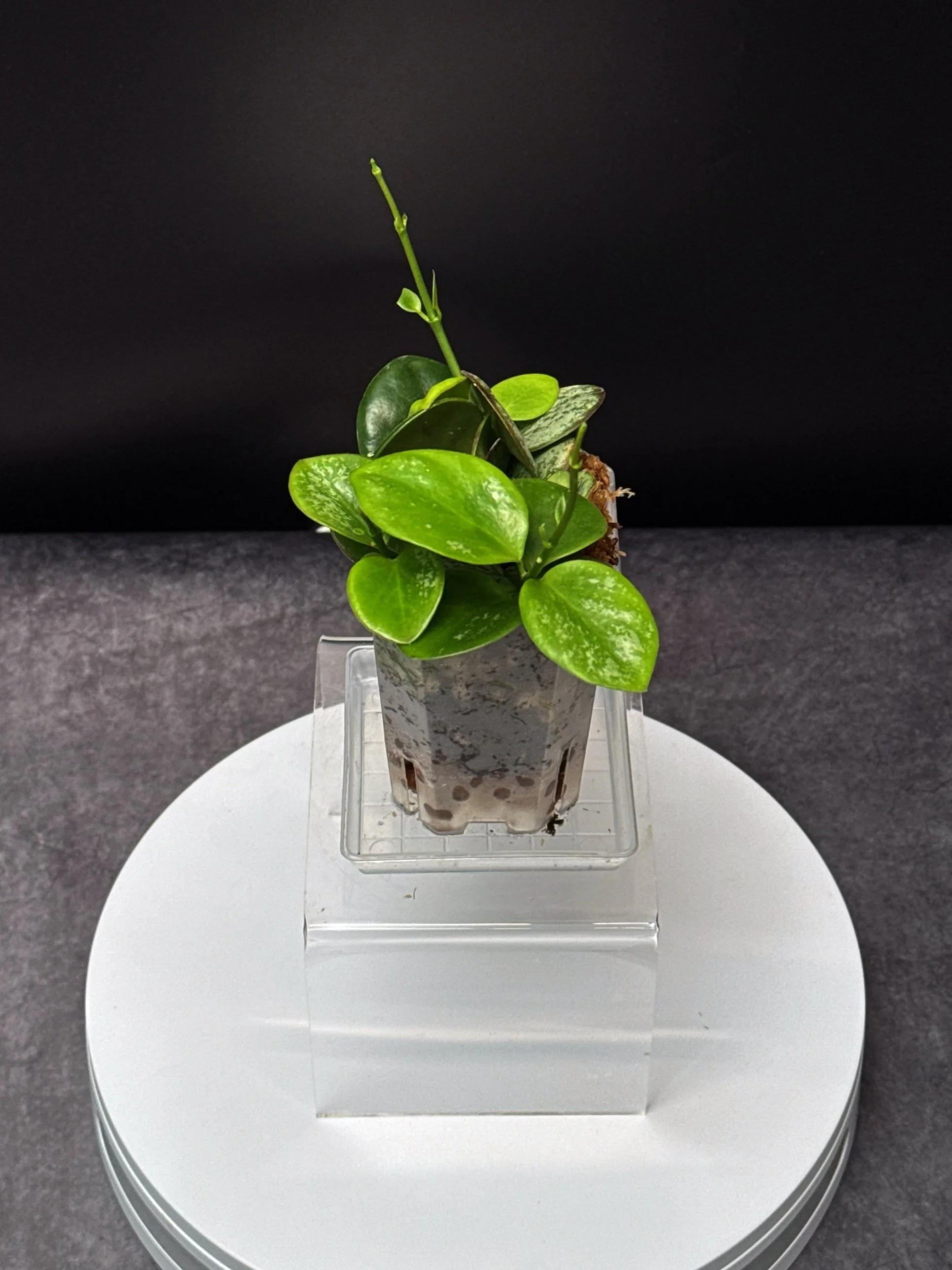 Hoya Collina in Small Square Pot | Shop Rare Hoya Plants in Sydney, Australia | Melty Plants E-Store, Online
