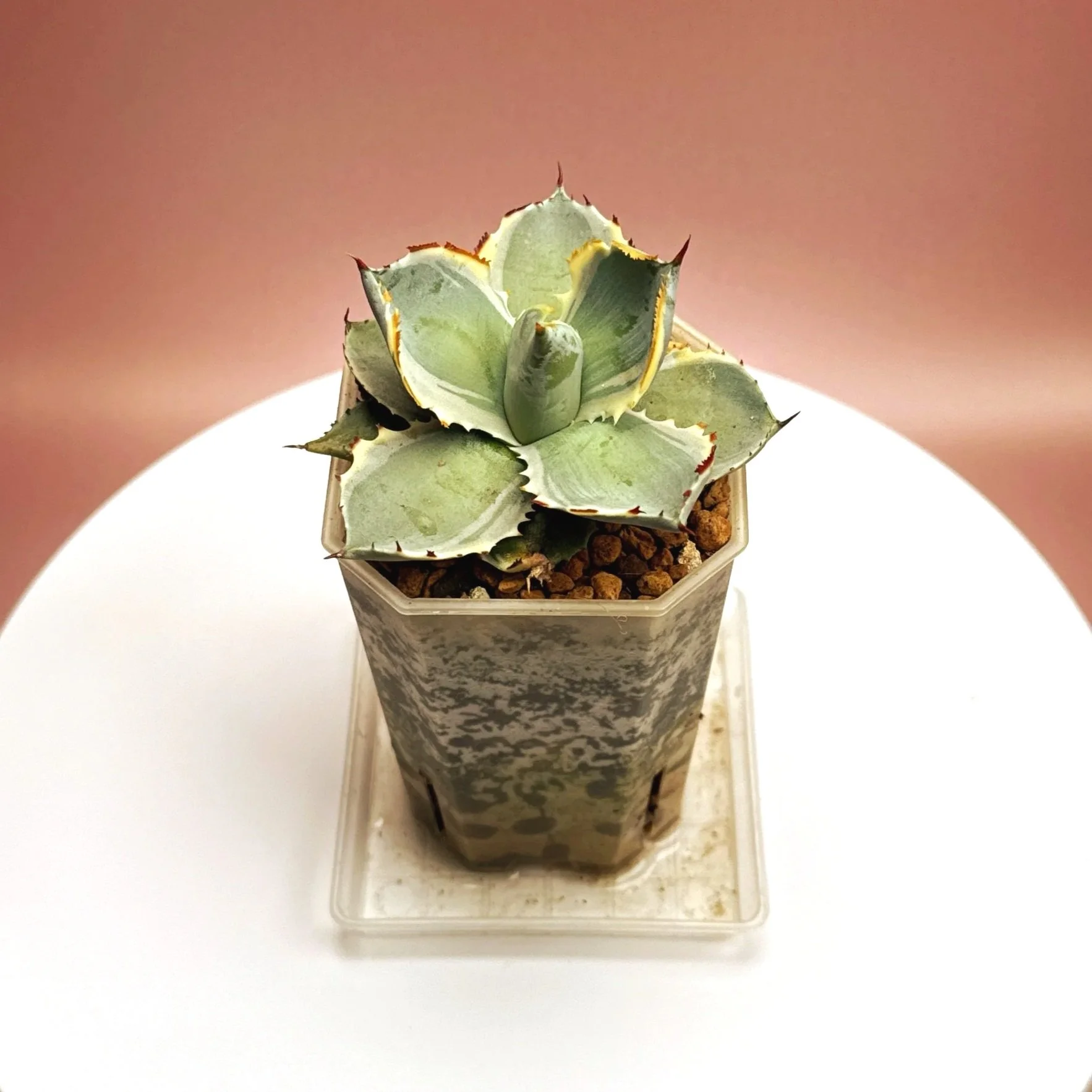AGAVE Isthmensis Kabutogani Marginata Variegated