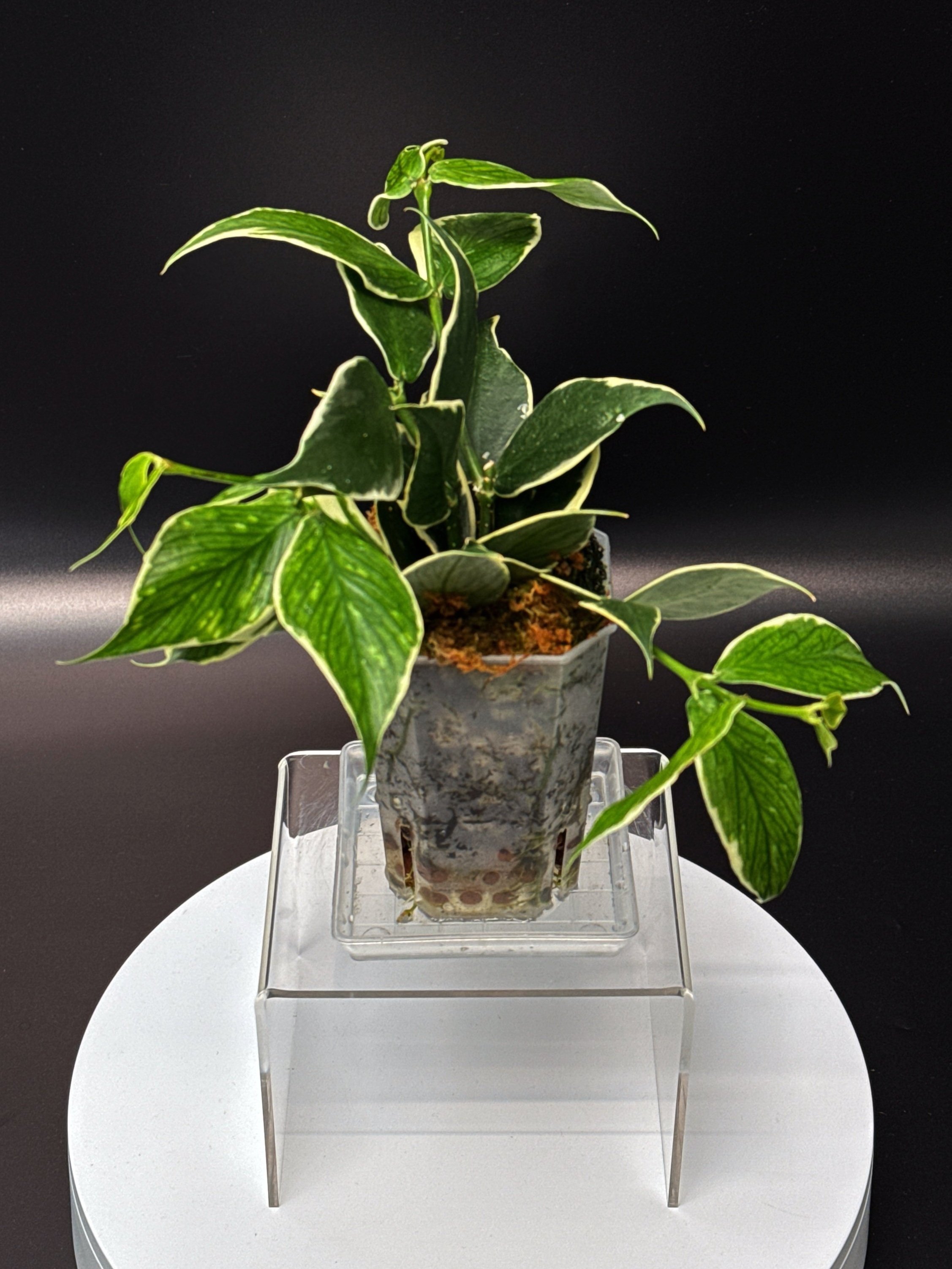 Hoya Polyneura Albomarginata in 100mm Clear Pot for sale | Shop Rare Hoya Houseplants in Sydney, Australia | Melty Plants E-Store, Online