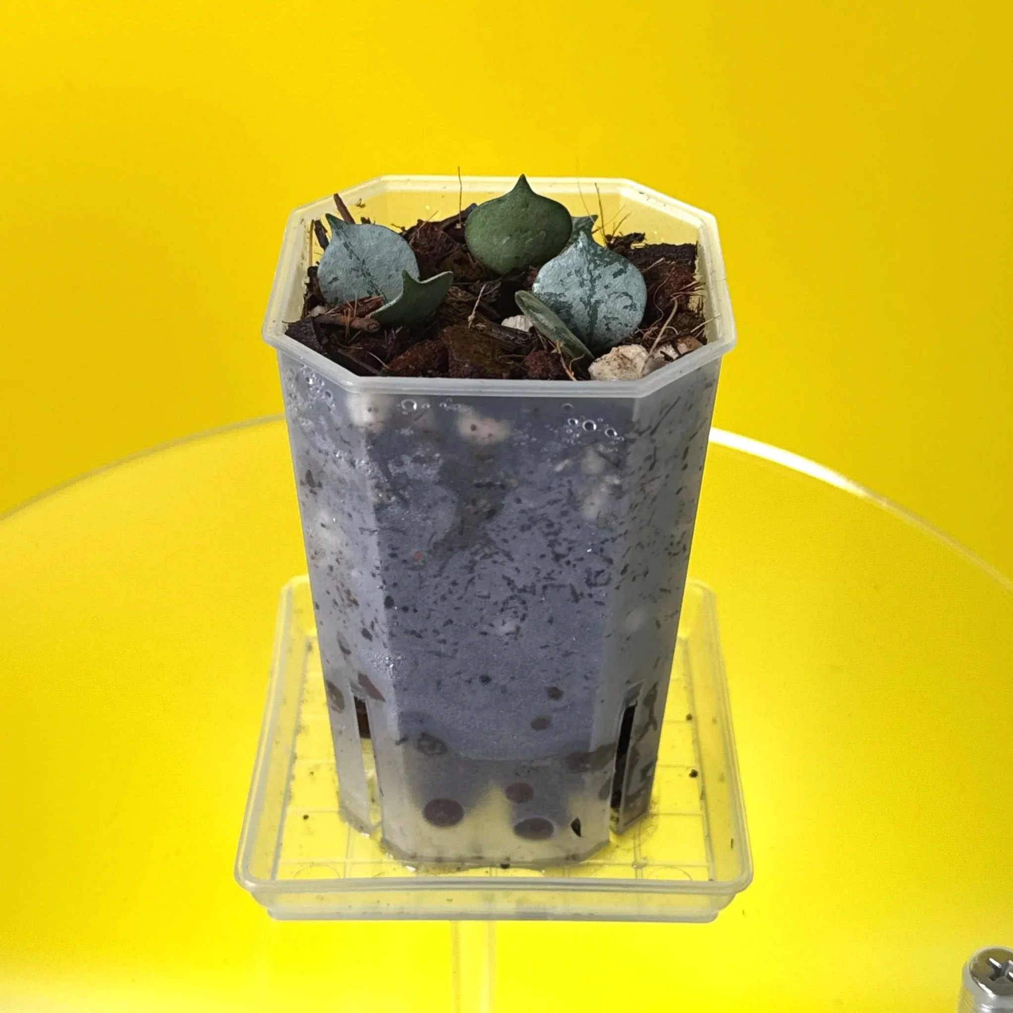 Hoya Curtisii Silver multi-planted in a Small Square Clear Pot for sale | Shop Rare Silver Hoya Plants Houseplants in Sydney, Australia | Melty Plants E-Store, Online