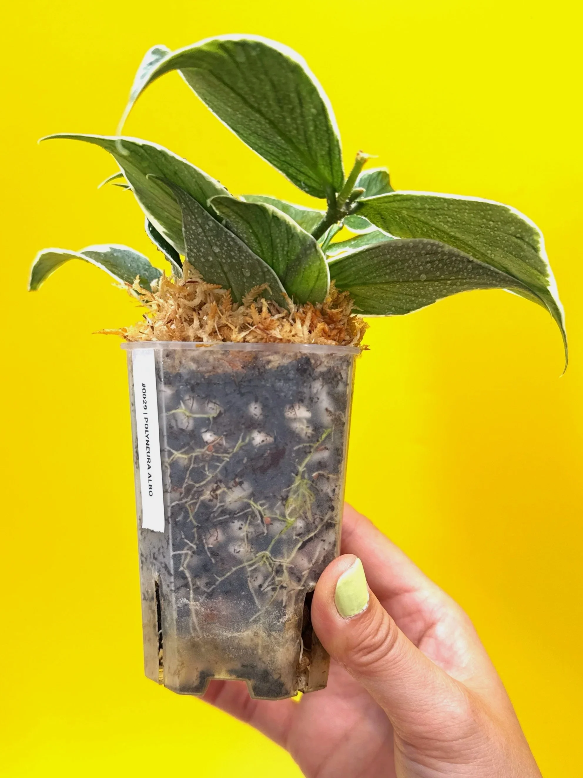 Hoya Polyneura Albomarginata | Shop Rare Hoya Houseplants in Sydney, Australia | Melty Plants E-Store, Online