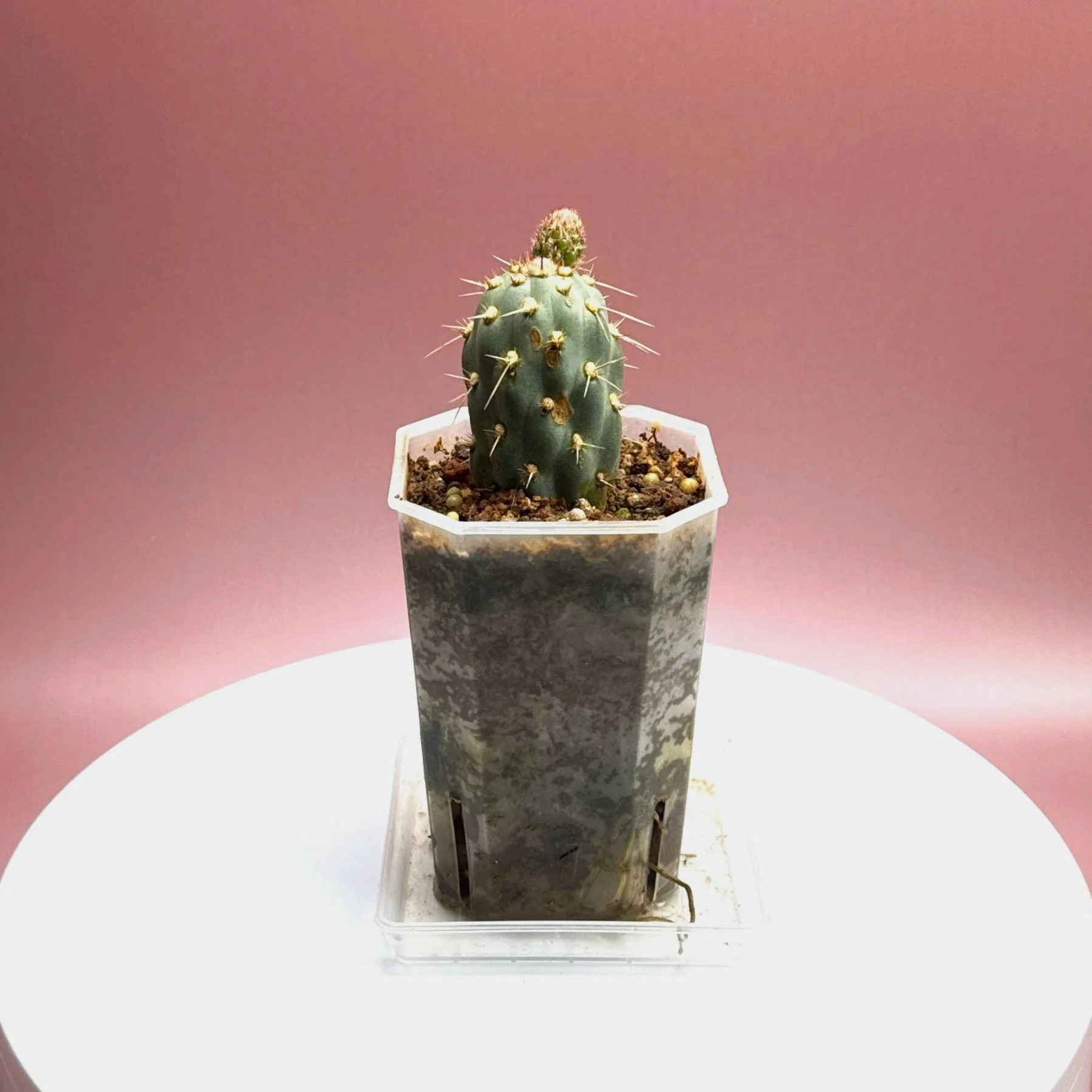 Cactus Miqueliopuntia Miquelii | Shop Rare Blue Cacti in Sydney, Australia | Melty Plants E-Store, Online