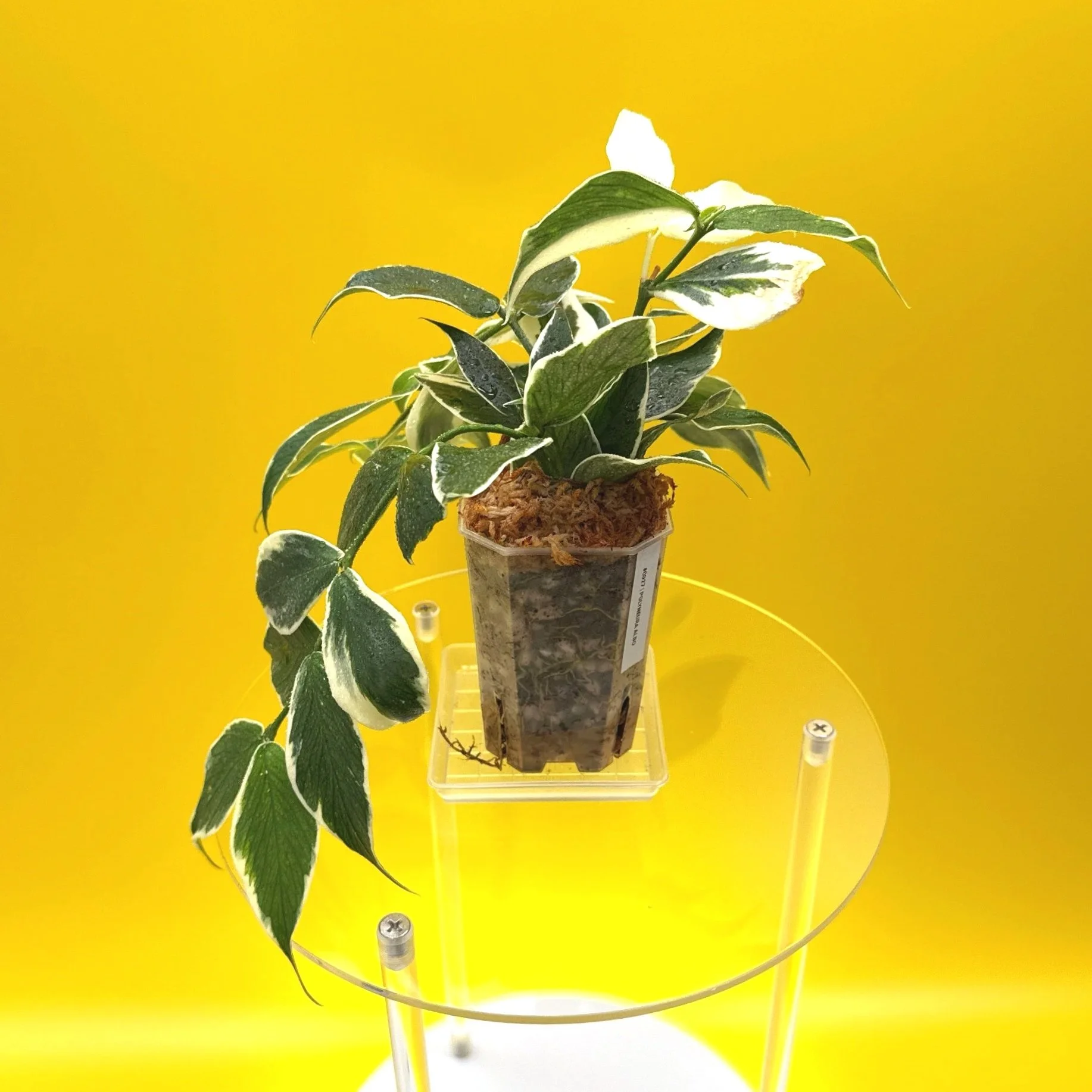 Hoya Polyneura Albomarginata | Shop Rare Hoya Houseplants in Sydney, Australia | Melty Plants E-Store, Online