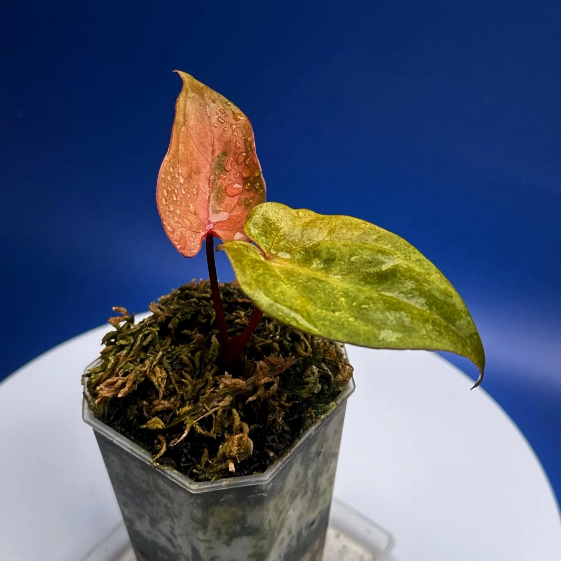 Anthurium Reverse Black Cherry X Red Vein Dark Phoenix Mint Variegated | Shop Ultra Rare Variegated Anthuriums online from Sydney, Australia | Melty Plants E-Store, Online