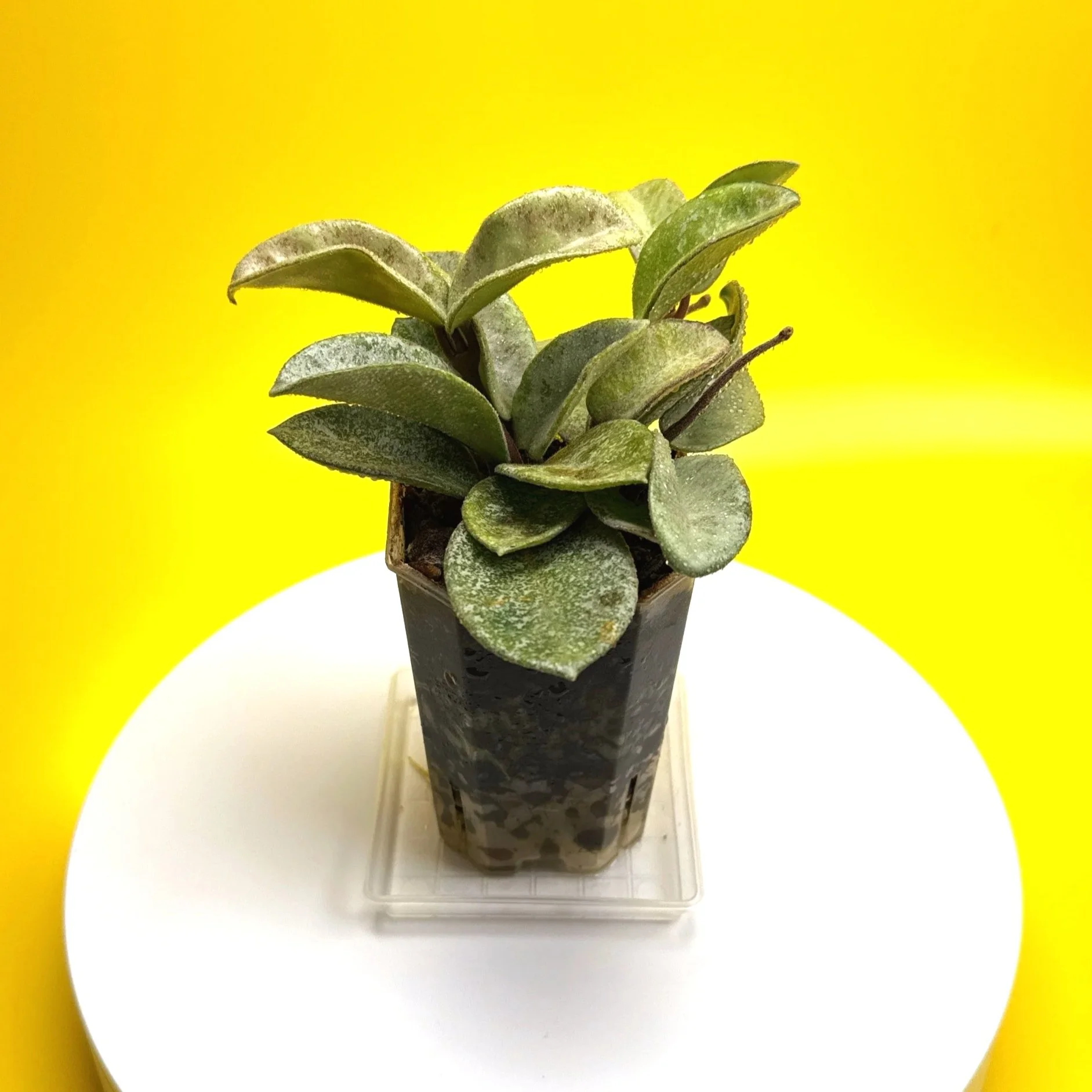 Hoya Carnosa Grey Ghost | Shop Rare Silver Hoya Houseplants | Melty Plants Australia