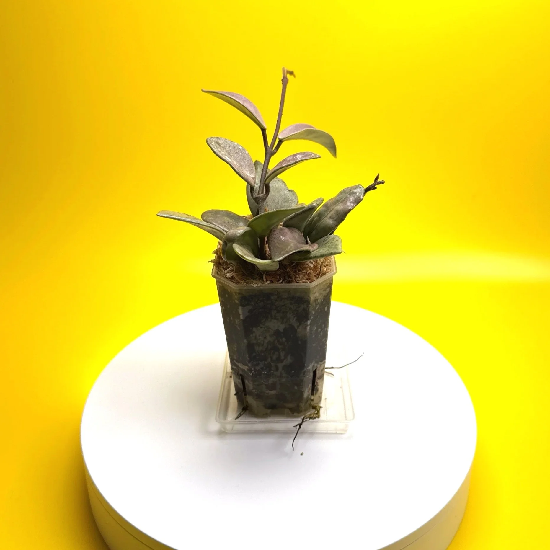 Hoya Carnosa Wilbur Graves Super Silver in 100mm clear pot | Shop Rare Hoya Houseplants from Sydney, Australia | Melty Plants E-Store Online
