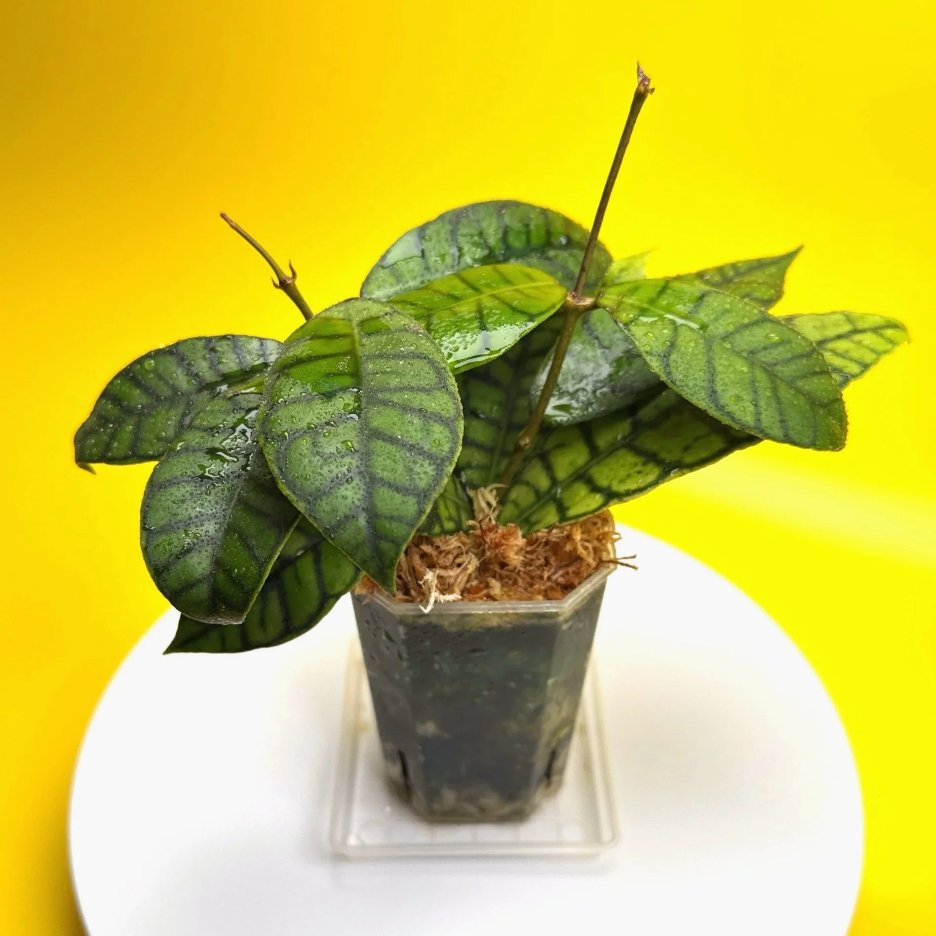 HOYA Callistophylla Short Leaf Kalimantan | Rare Collector Plant Specialists | Melty Plants Australia