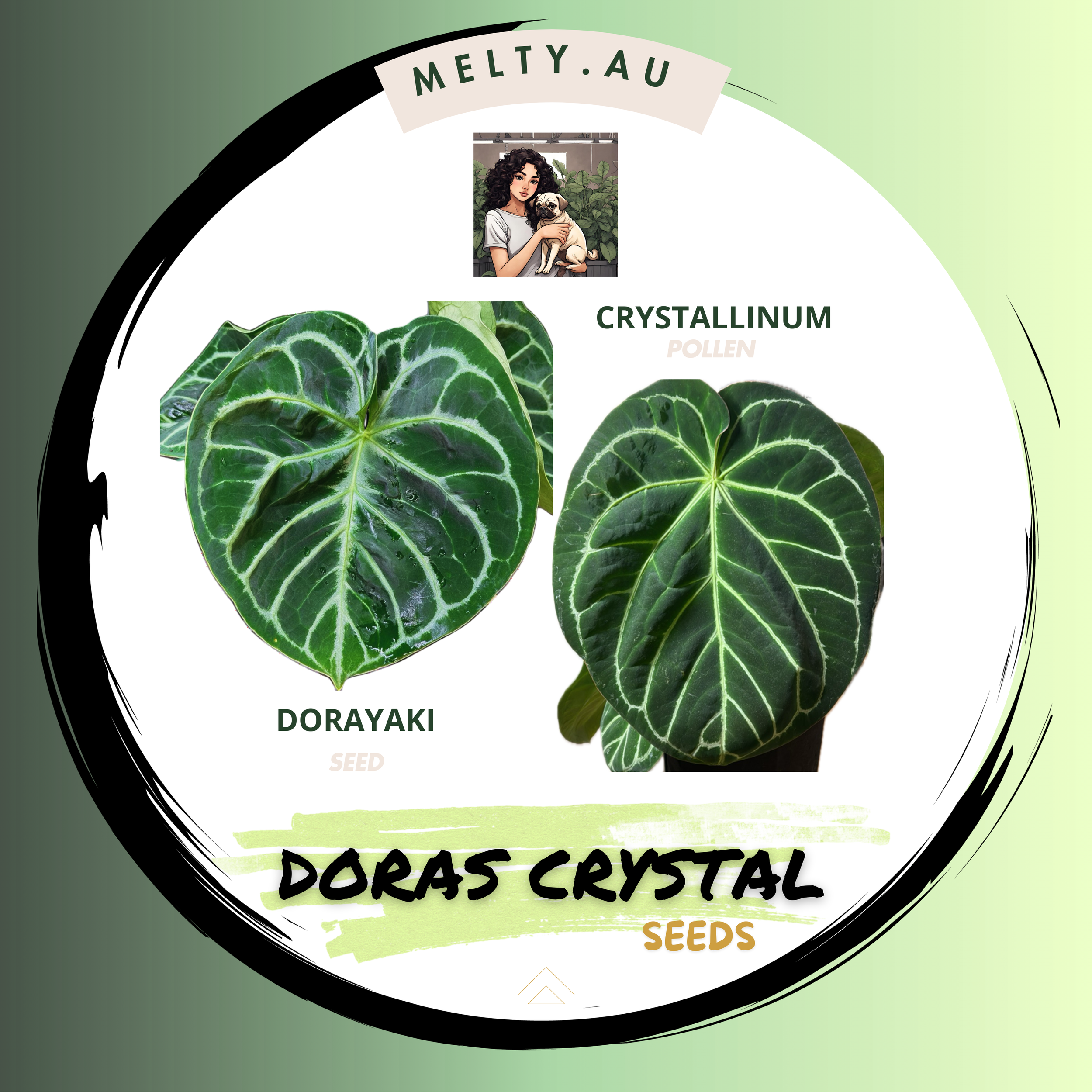 DORAS CRYSTAL | ANTHURIUM SEEDS