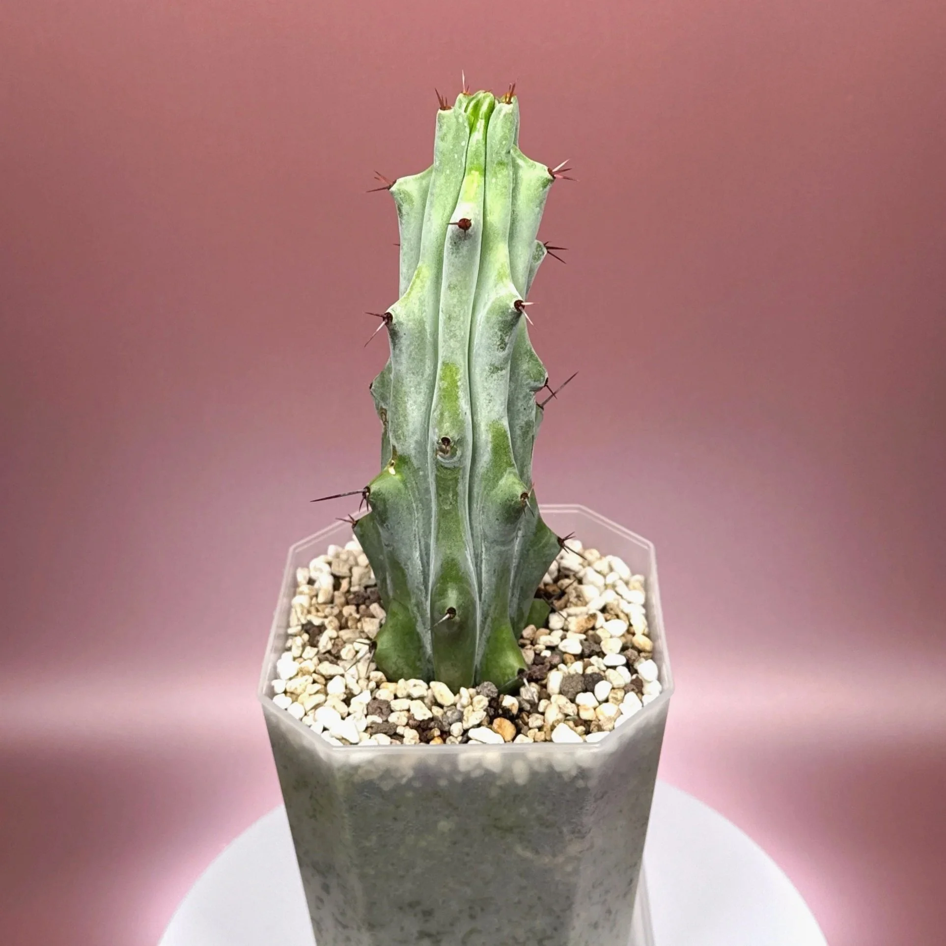 Cactus Stenocereus Beneckei 'Caterpillar' | Shop Rare White Cacti Plants in Sydney, Australia | Melty Plants E-Store Online