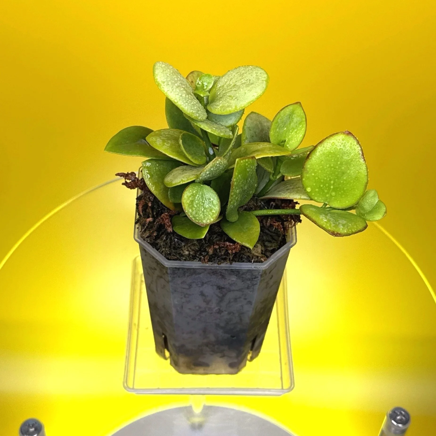 Hoya Collina in a small clear square pot for sale | Shop Rare Hoya Plants in Sydney, Australia | Melty Plants E-Store, Online