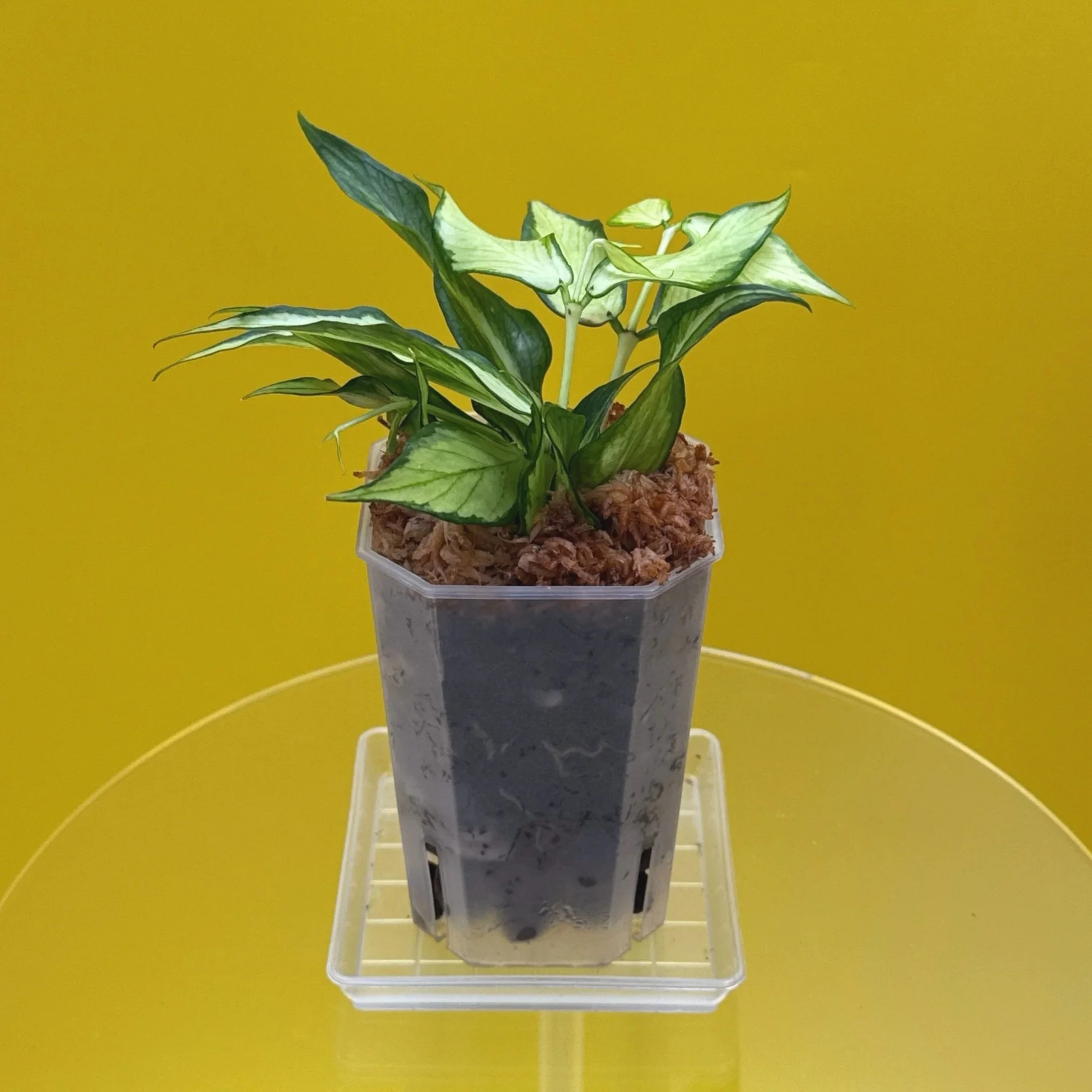 Hoya Polyneura Albomarginata Inner Variegated multi-planted in Small Square Clear Pot for sale | Shop Rare Variegated Hoya Houseplants in Sydney, Australia | Melty Plants E-Store, Online