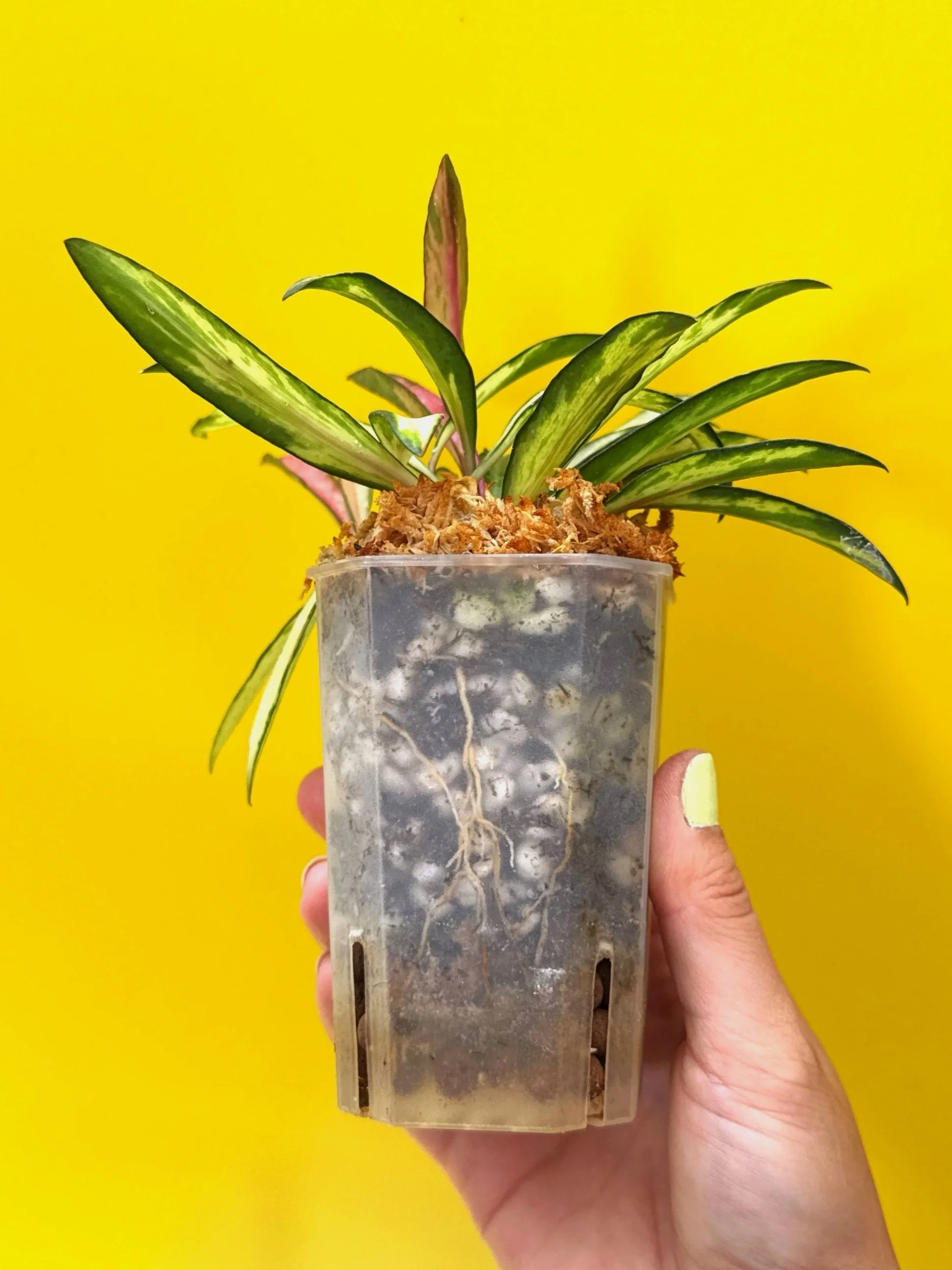 Hoya Wayetii Variegated | Shop Rare Hoya Houseplants in Sydney, Australia | Melty Plants E-Store, Online