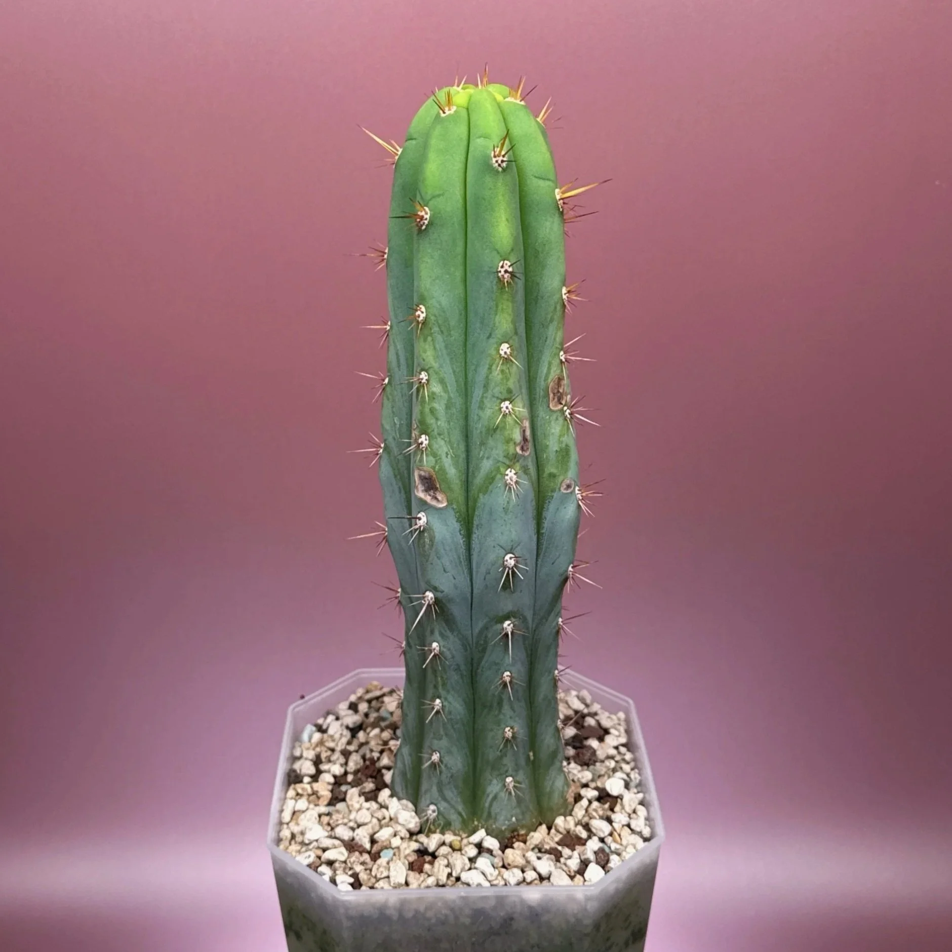 Cactus Trichocereus Peruvianus 'Len x Sharxx Blue' - Frosty | Shop Rare Frosty Blue Cacti in Sydney, Australia | Melty Plants E-Store, Online