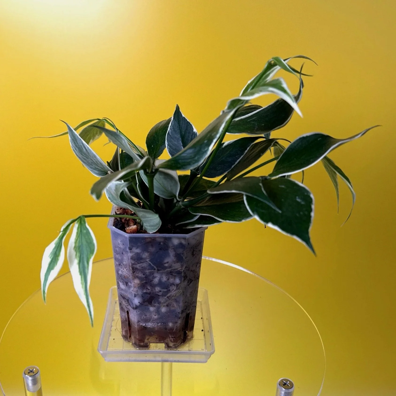 Hoya Polyneura Albomarginata | Shop Rare Hoya Houseplants in Sydney, Australia | Melty Plants E-Store, Online