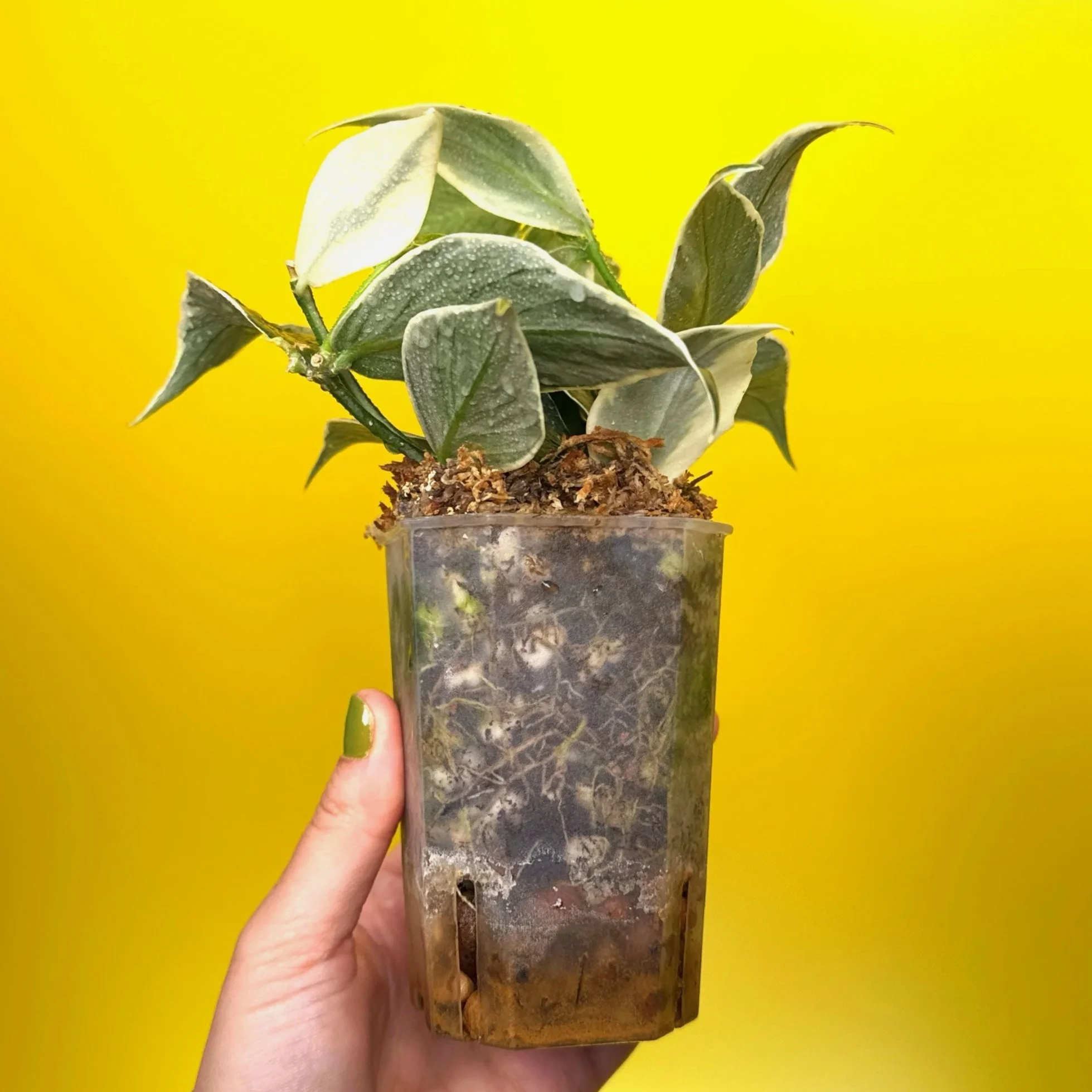 Hoya Polyneura Albomarginata | Shop Rare Hoya Houseplants in Sydney, Australia | Melty Plants E-Store, Online