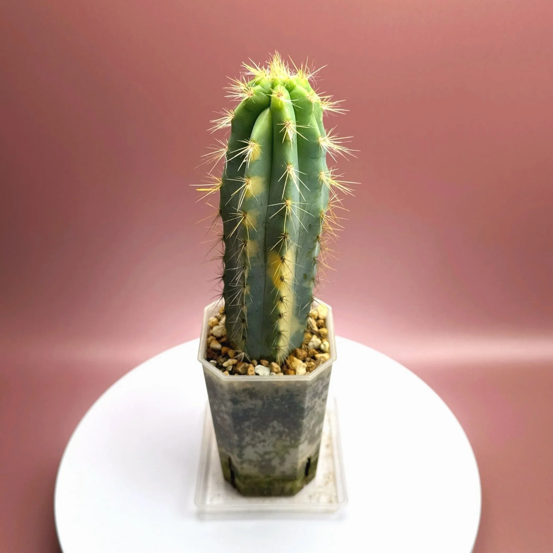 Highly desired and ultra rare Cactus Pilosocereus Pachycladus﻿ Variegated in a medium square sized clear pot for sale from Melty Plants Australia Sydney online store.