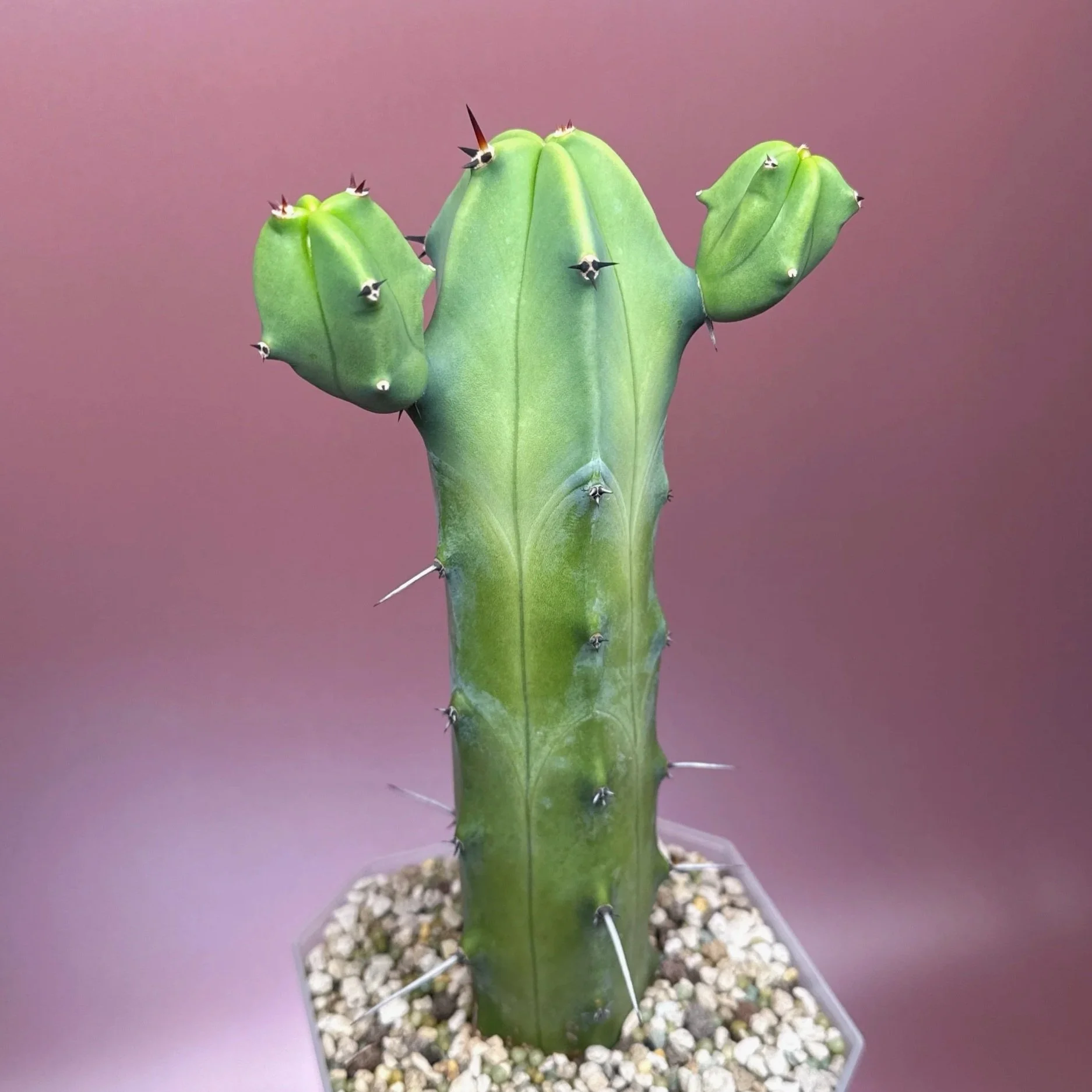 Cactus Myrtillocactus Geometrizans﻿ 'Blue Candle' | Shop Rare Blue Cacti in Sydney, Australia | Melty Plants E-Store, Online