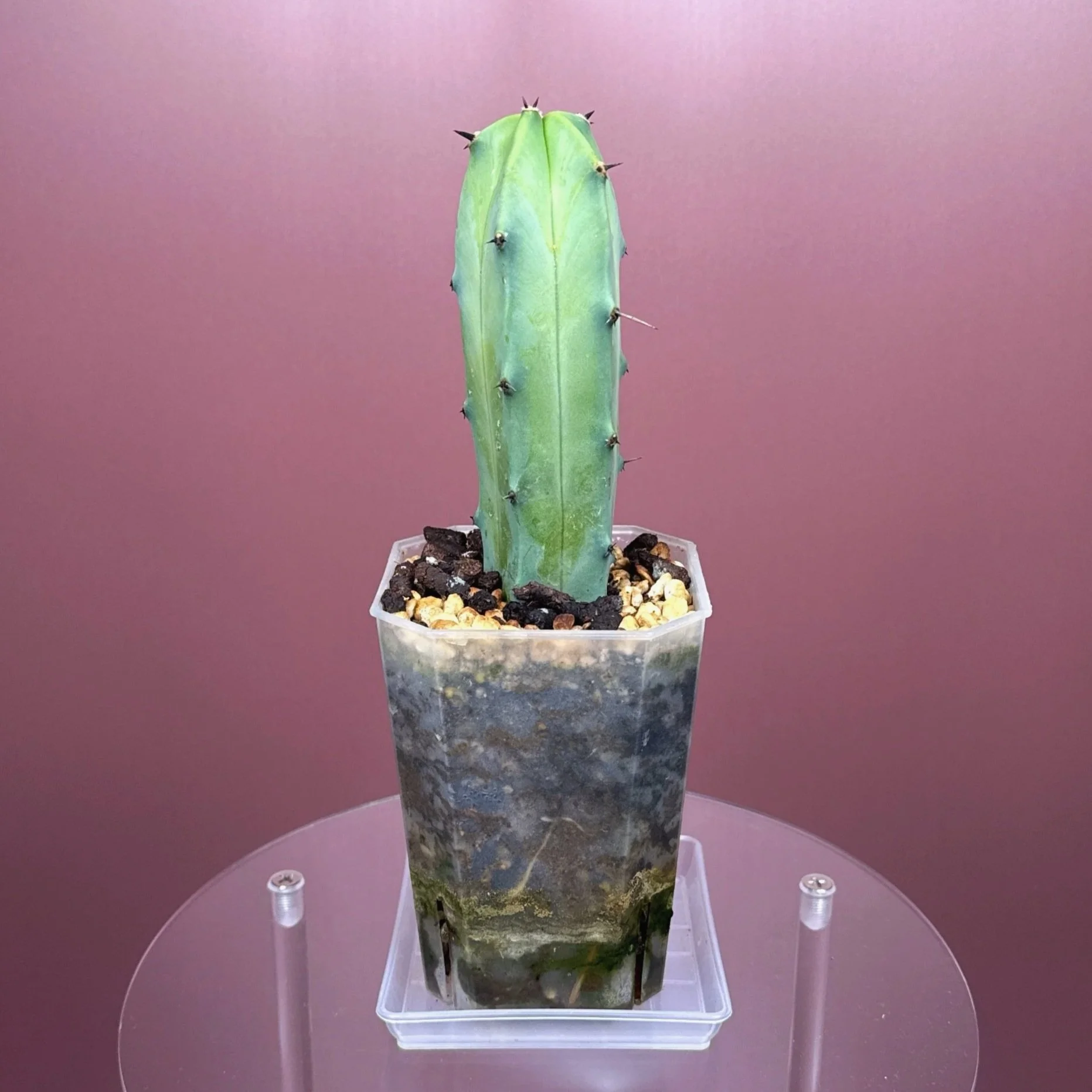 Cactus Myrtillocactus Geometrizans﻿ 'Blue Candle' | Shop Rare Blue Cacti in Sydney, Australia | Melty Plants E-Store, Online