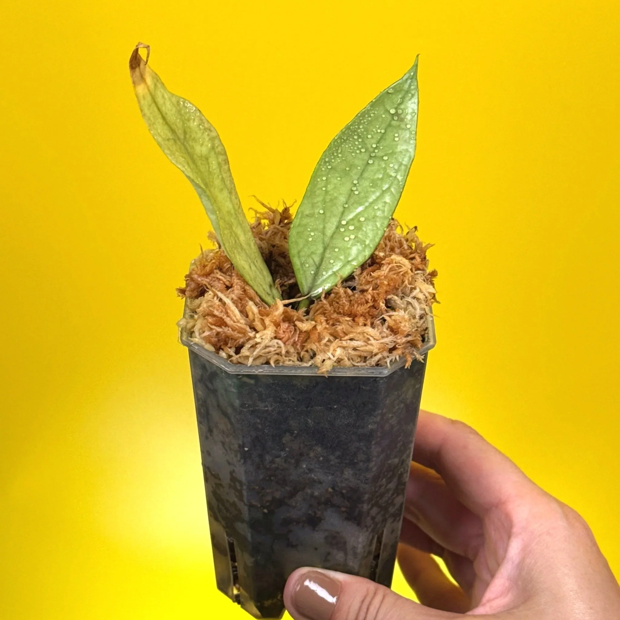 Hoya Sp. Germany Silver for sale in a small clear square pot in Sydney Australia