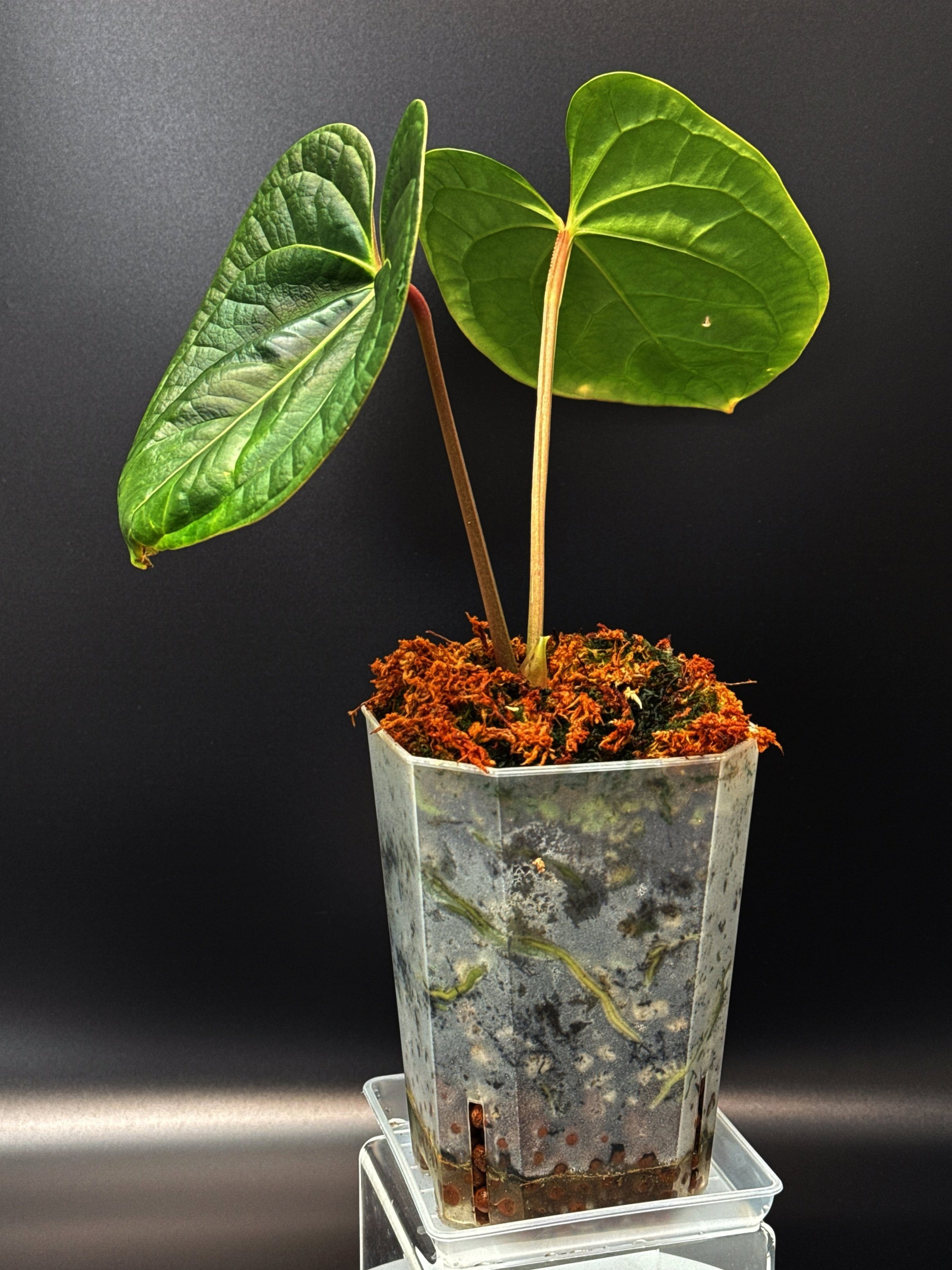 Anthurium Bessurians 'Besseae Aff. x Luxurians' in a large square pot + saucer | Shop Rare Australian Anthuriums in Sydney Australia | Melty Plants E-Store, Online