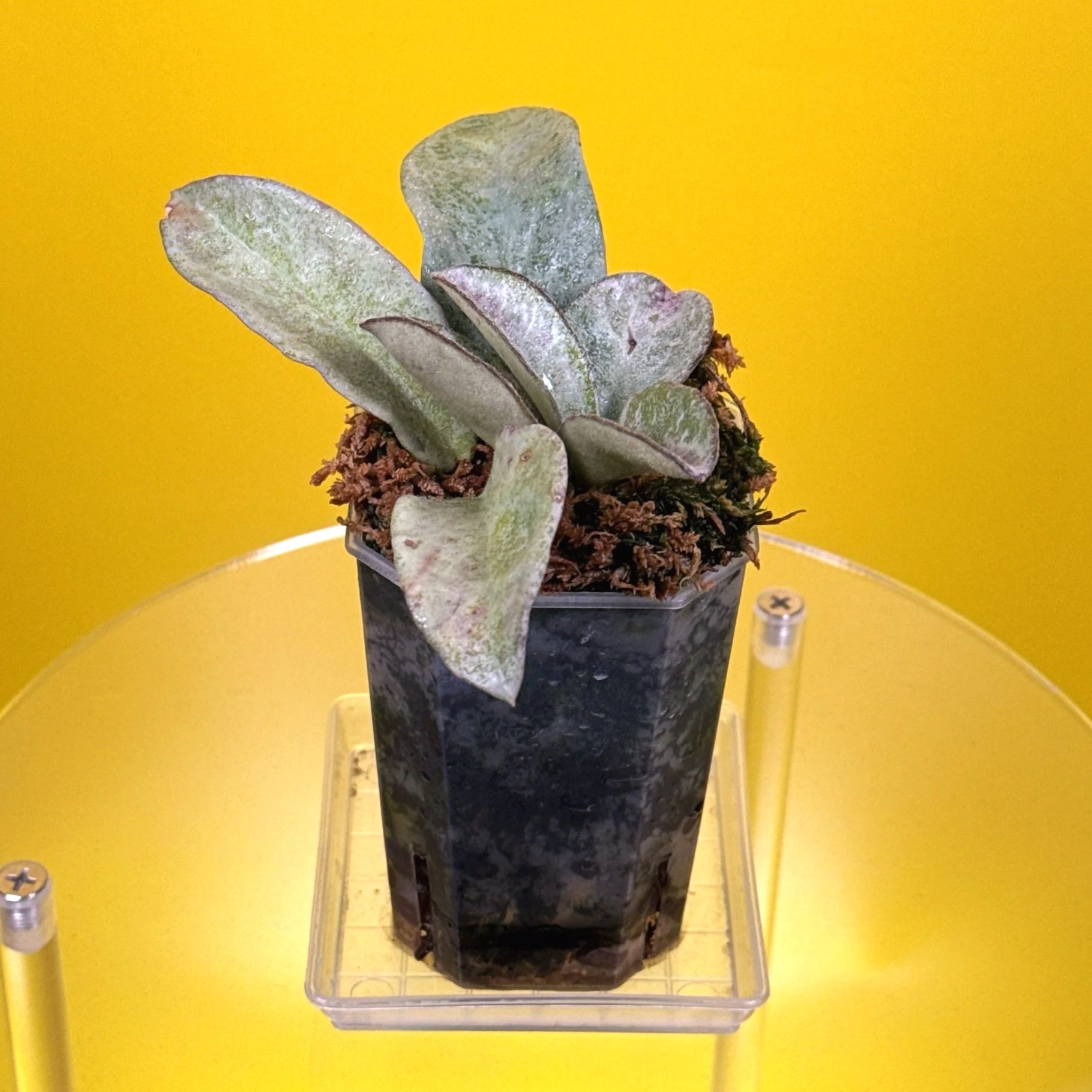 Hoya Carnosa Nova Ghost multi-planted in a small square pot for sale in Sydney, Australia