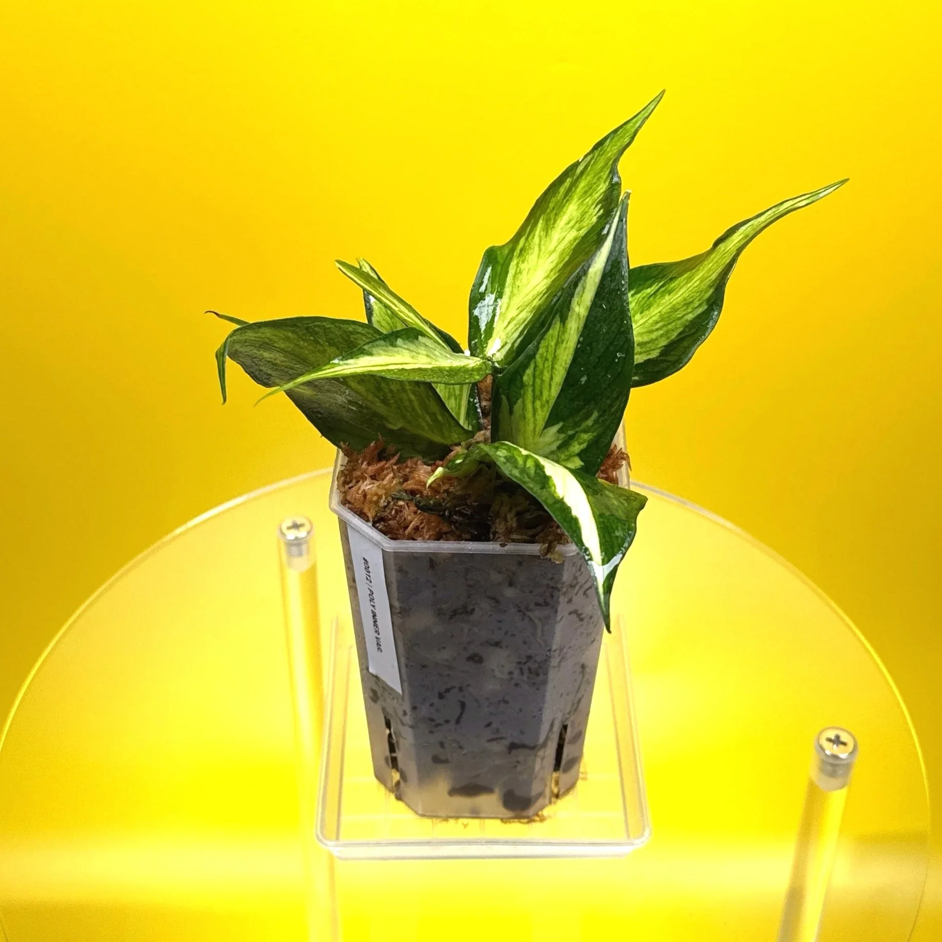 Hoya Polyneura Albomarginata Inner Variegated multi-planted in Small Square Clear Pot for sale | Shop Rare Variegated Hoya Houseplants in Sydney, Australia | Melty Plants E-Store, Online