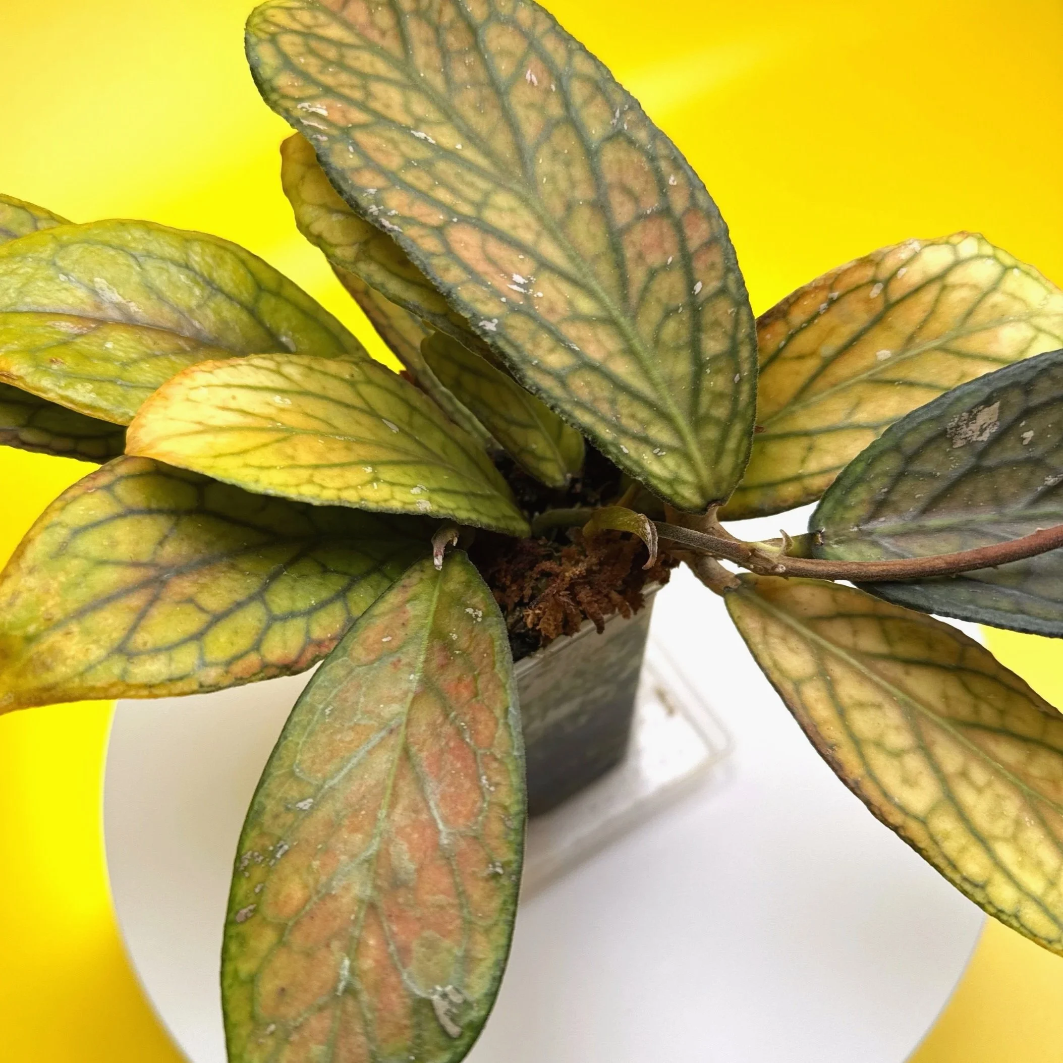 Hoya Tanggamus rare collector Hoya with large textured green leaves grown by Melty Plants Australia