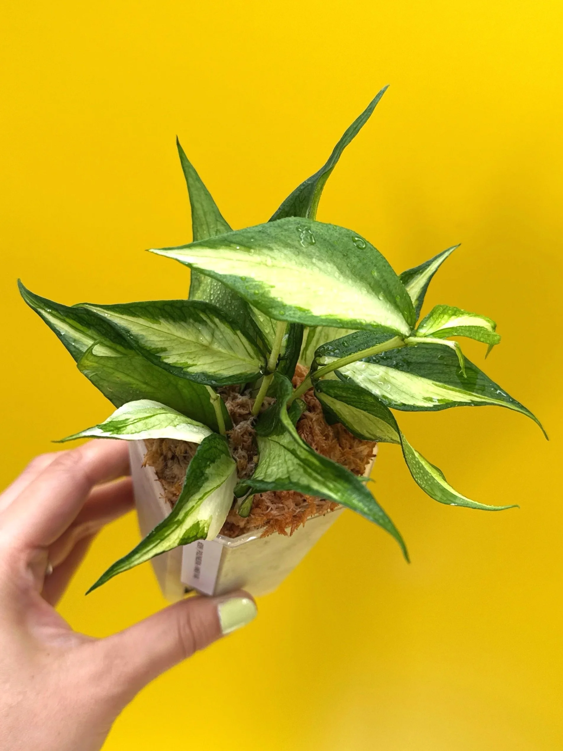 Hoya Polyneura Albomarginata Inner Variegated multi-planted in Small Square Clear Pot for sale | Shop Rare Variegated Hoya Houseplants in Sydney, Australia | Melty Plants E-Store, Online