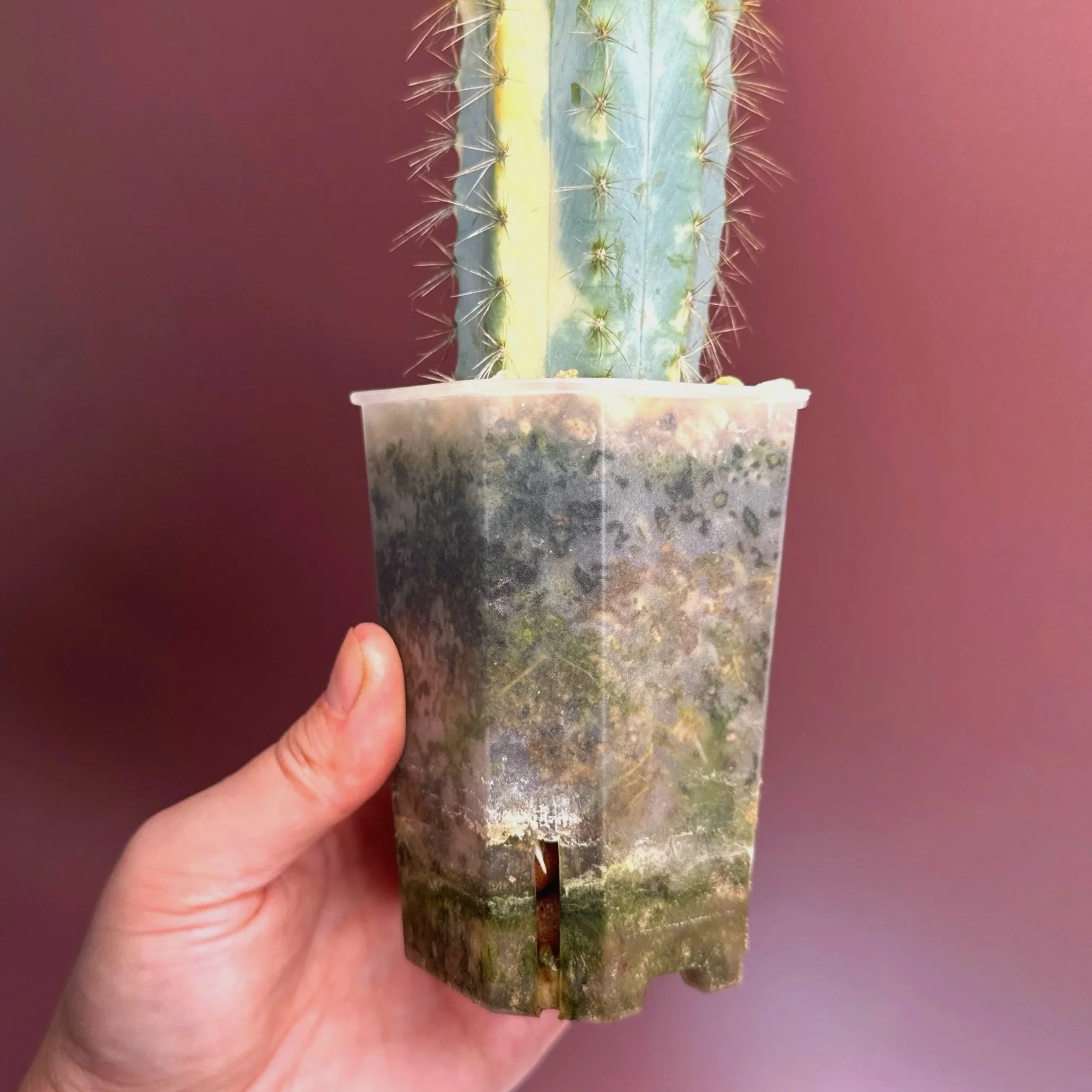 Highly desired and ultra rare Cactus Pilosocereus Pachycladus﻿ Variegated in a medium square sized clear pot for sale from Melty Plants Australia Sydney online store.