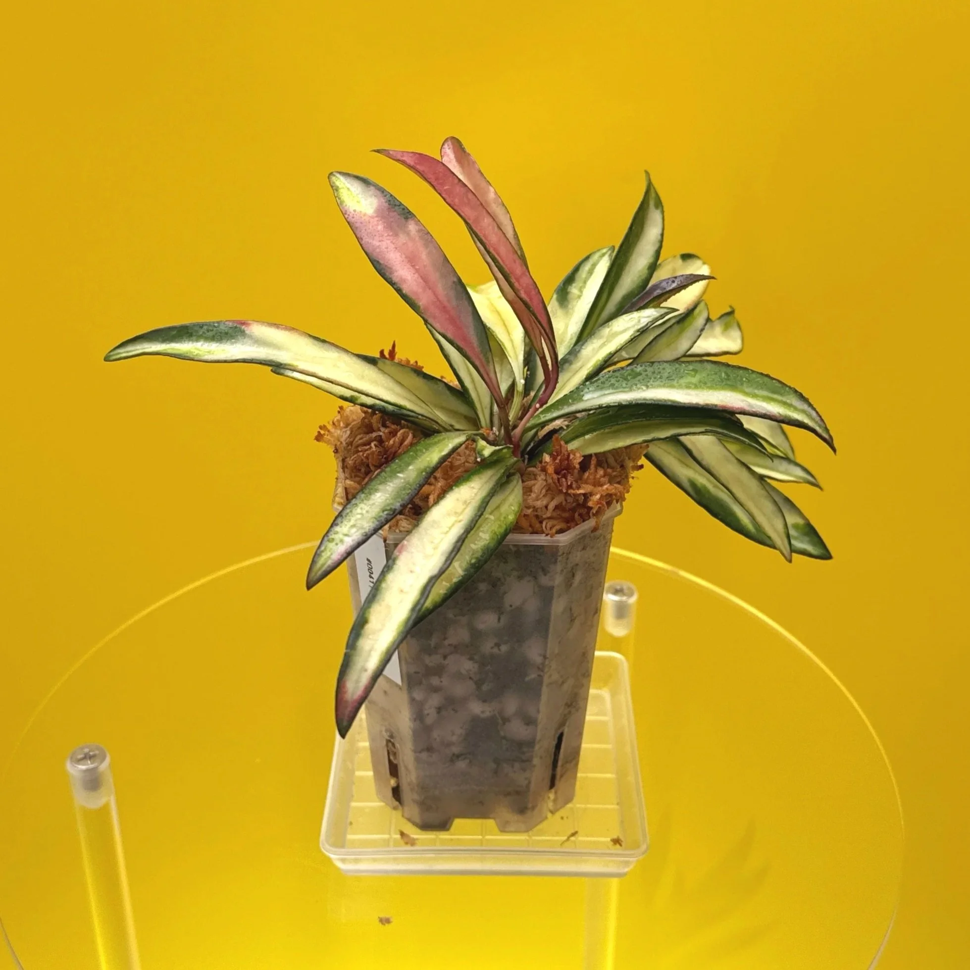 Hoya Wayetii Variegated | Shop Rare Hoya Houseplants in Sydney, Australia | Melty Plants E-Store, Online