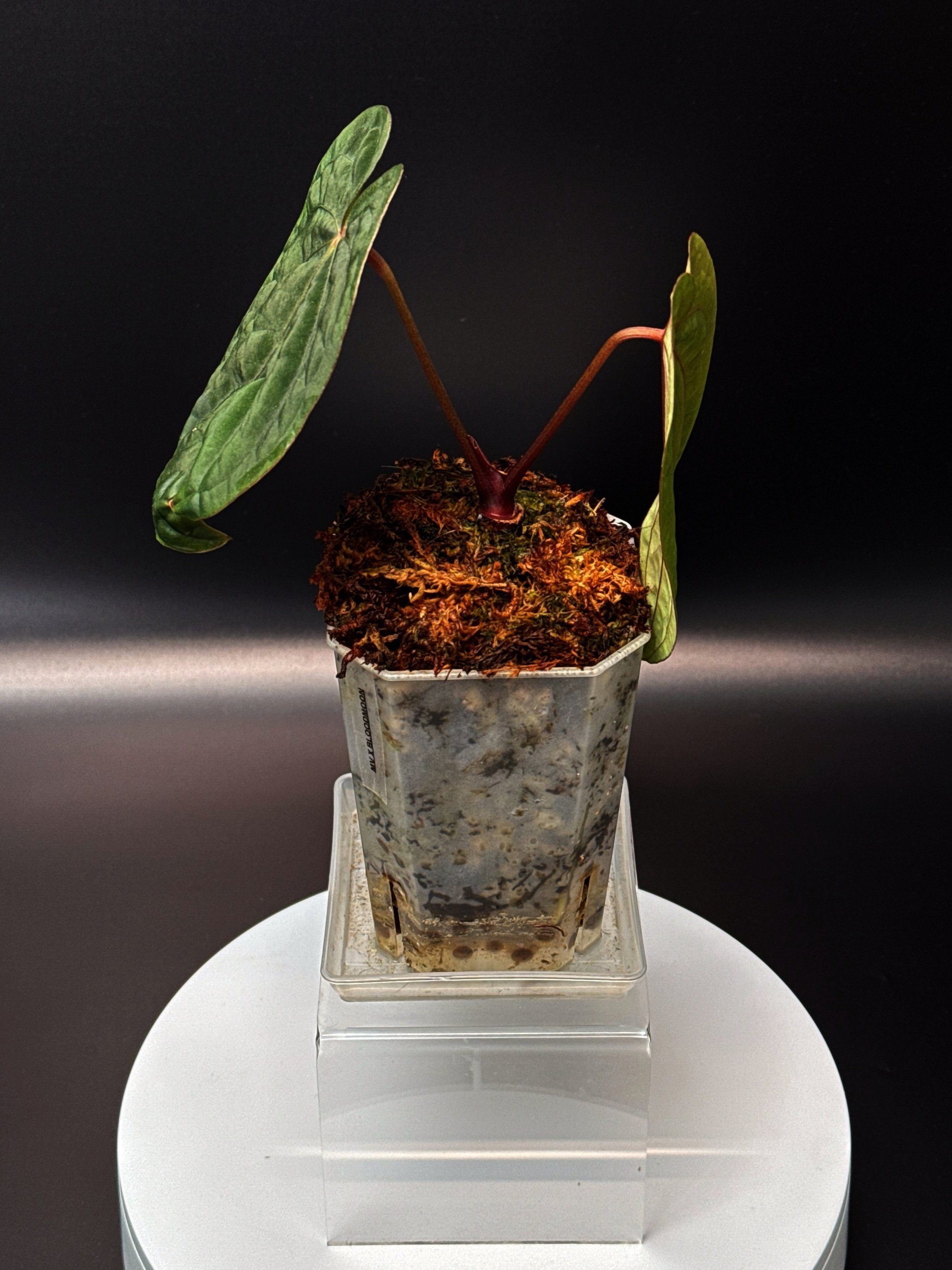 ANTHURIUM RUBY MOON: Midnight Velvet 'Deep Ruby' x Hoffmanii Red Sinus 'Bloodmoon' | Shop Rare Anthurium Houseplants in Sydney Australia | Melty Plants E-Store, Online